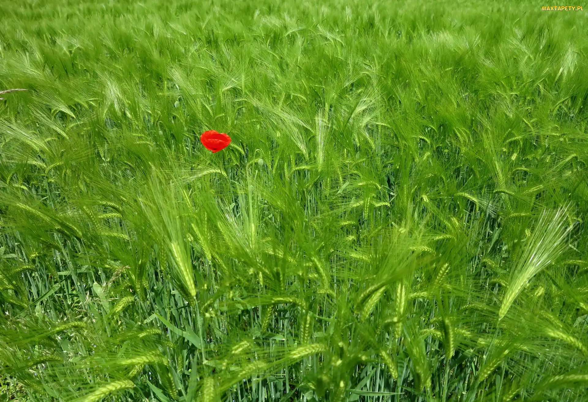 Zboże, Mak