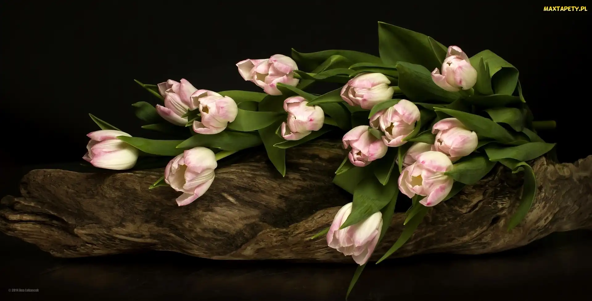 Tulipany, Bukiet, Różowe