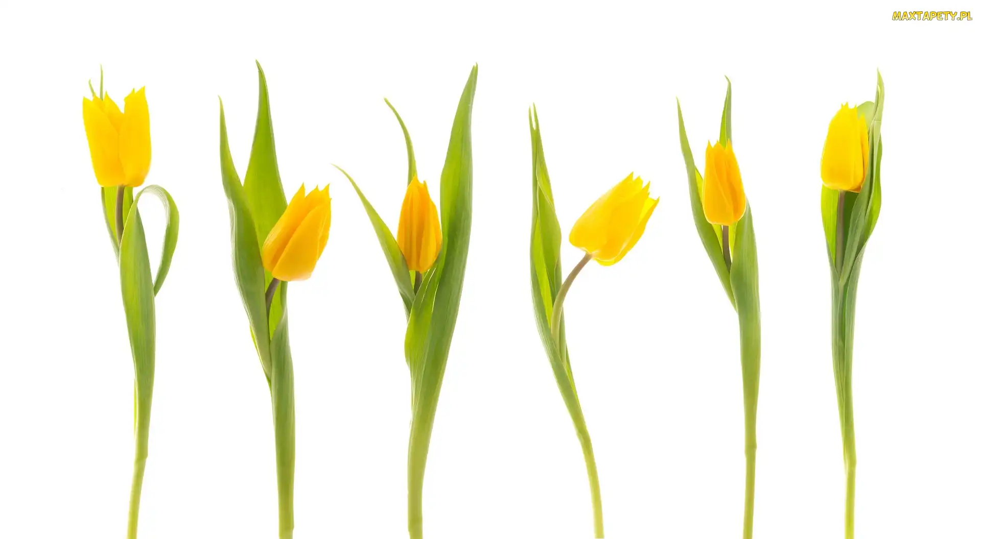 Tulipany, żółte