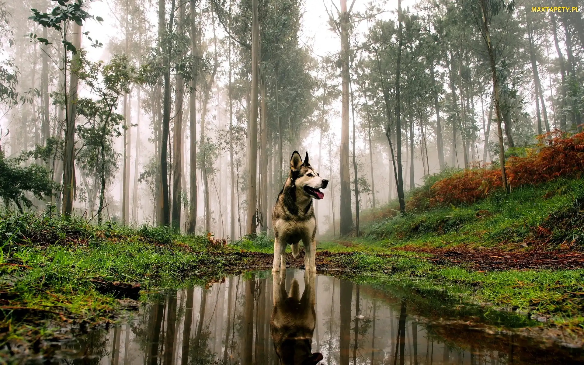 Pies, Kałuża, Las, Jesień, Alaskan Malamute