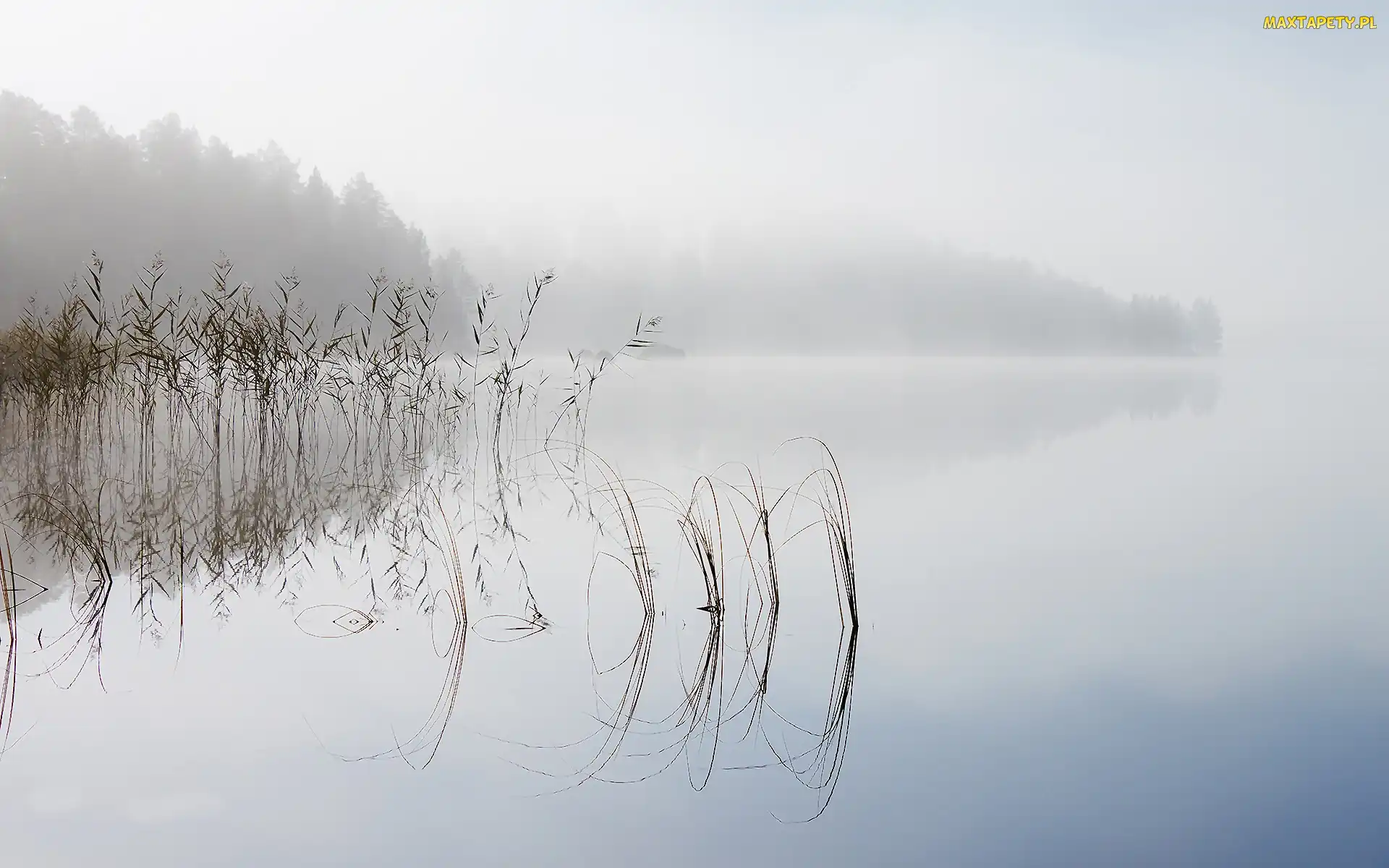 Szuwary, Trawa, Jezioro, Mgła