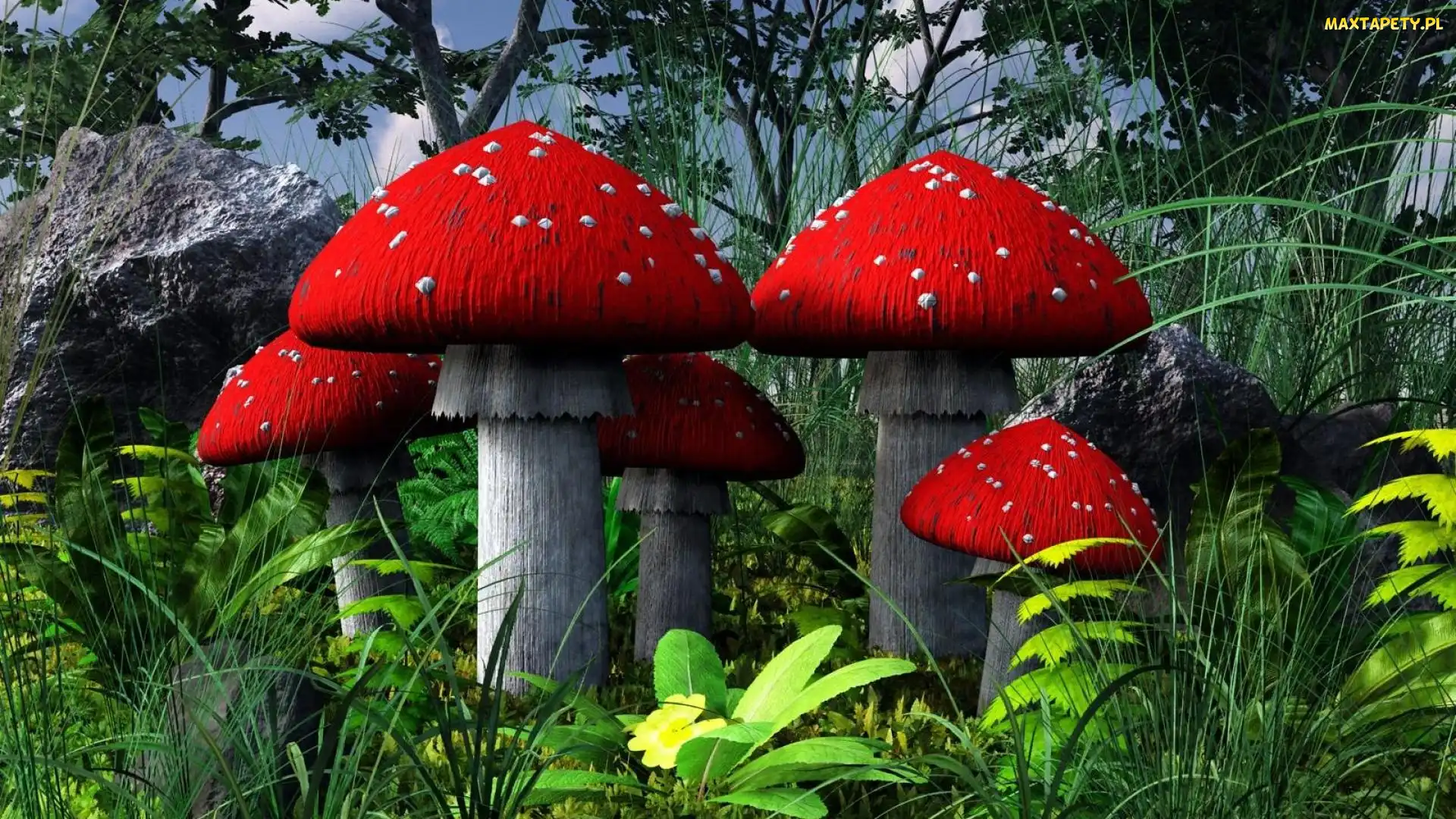 Muchomorki, Grzyby