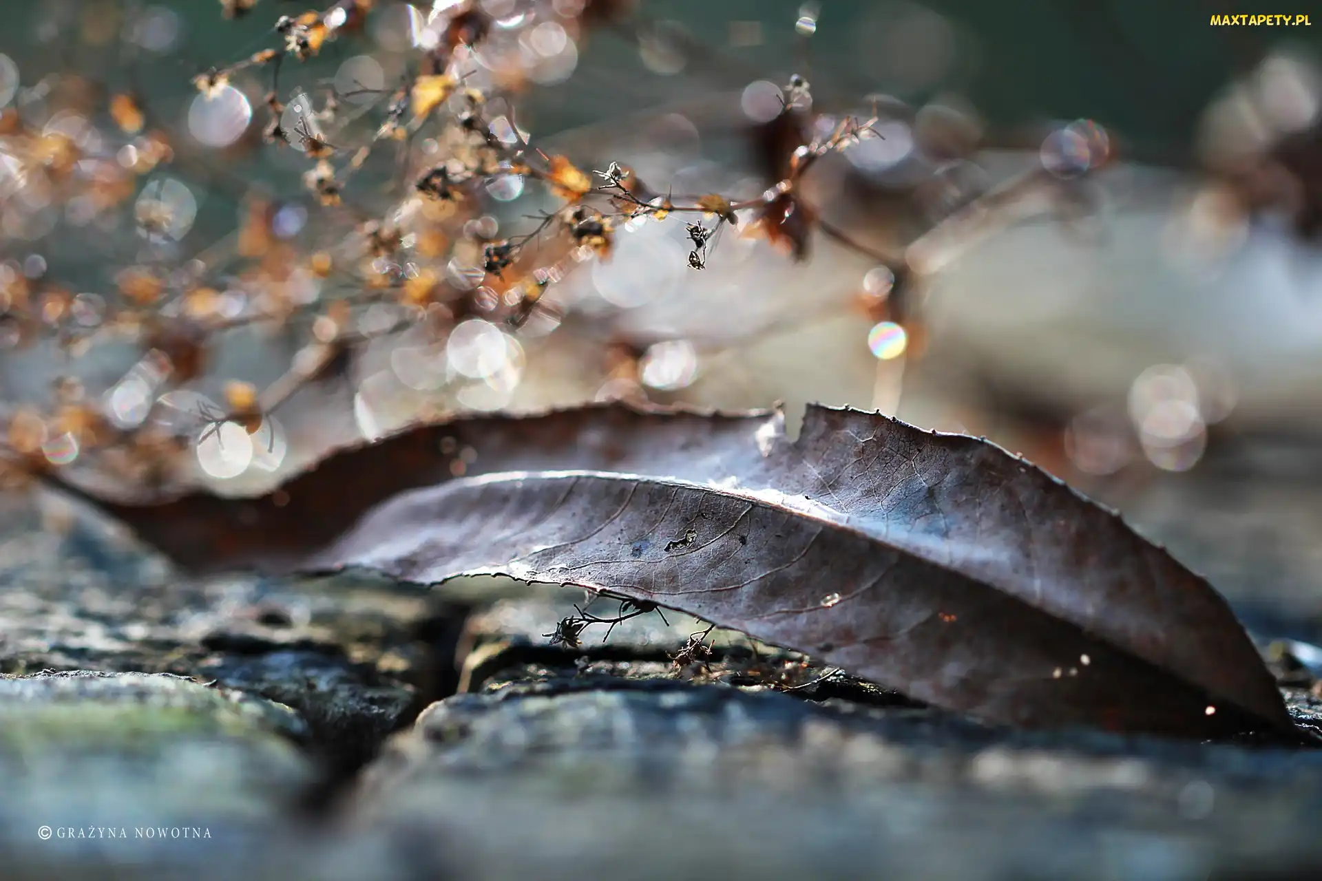 Suchy, Bokeh, Suszki, Liść, Jesienny
