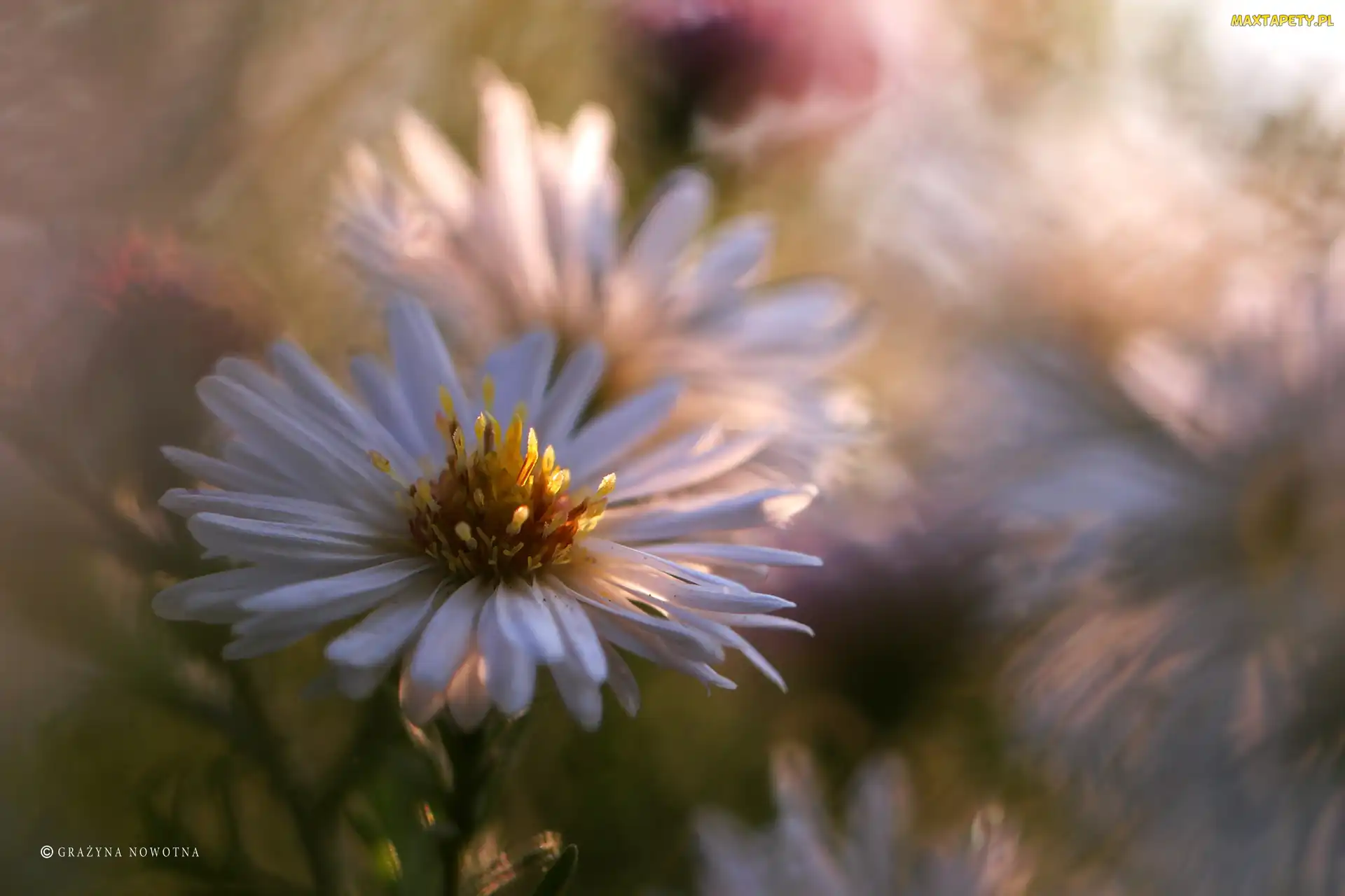 Biały, Kwiat, Aster