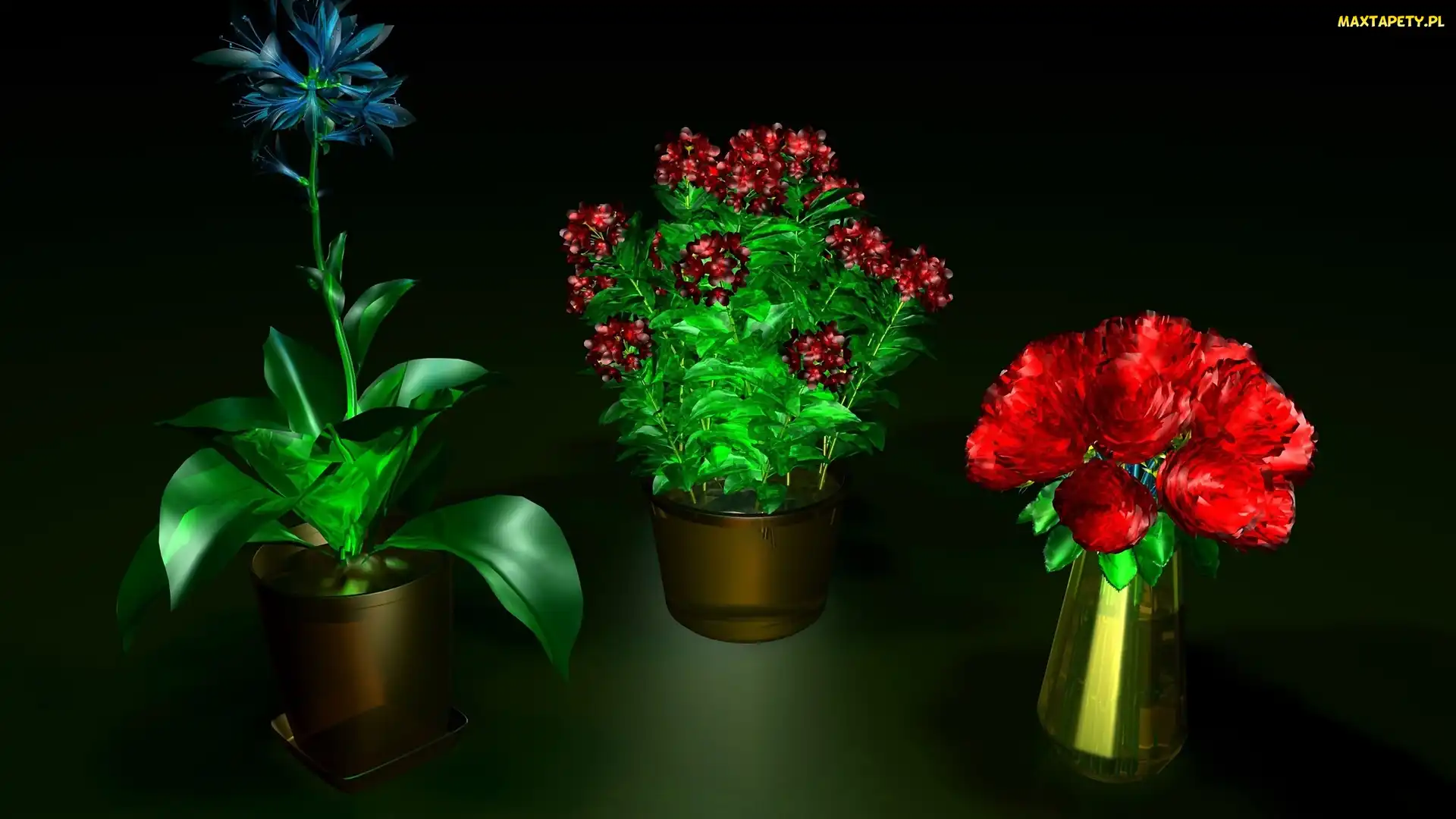 Kwiaty, Grafika 3D, Kolorowe