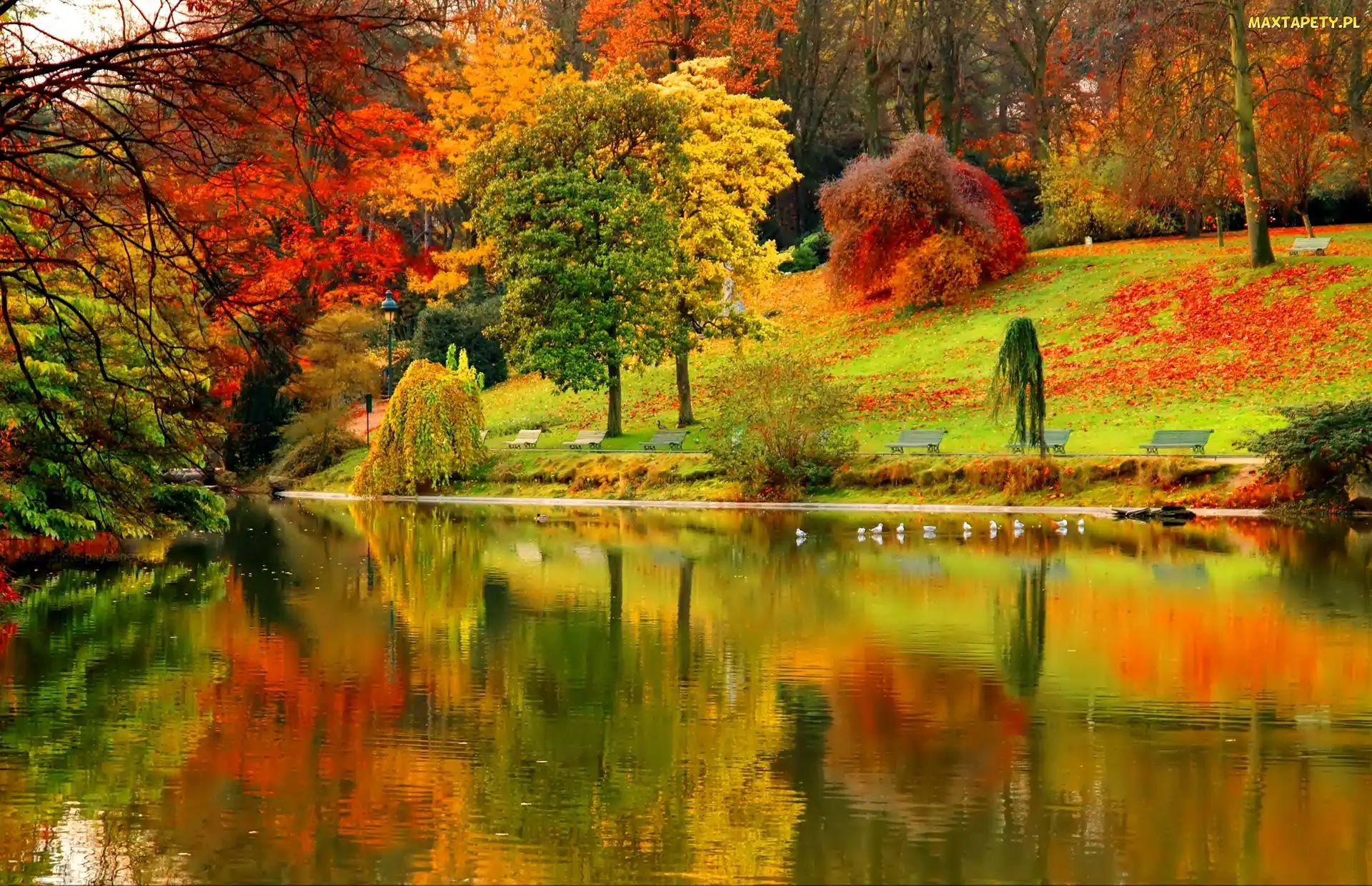 Jesień, Staw, Park