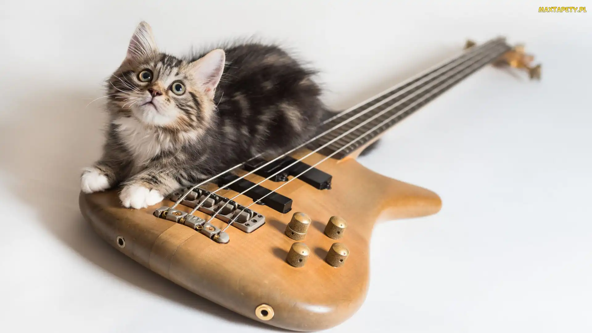 Gitara, Kot