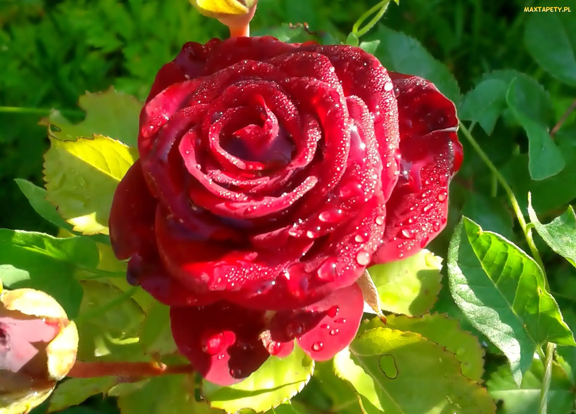 Krople, Rosy, Róża