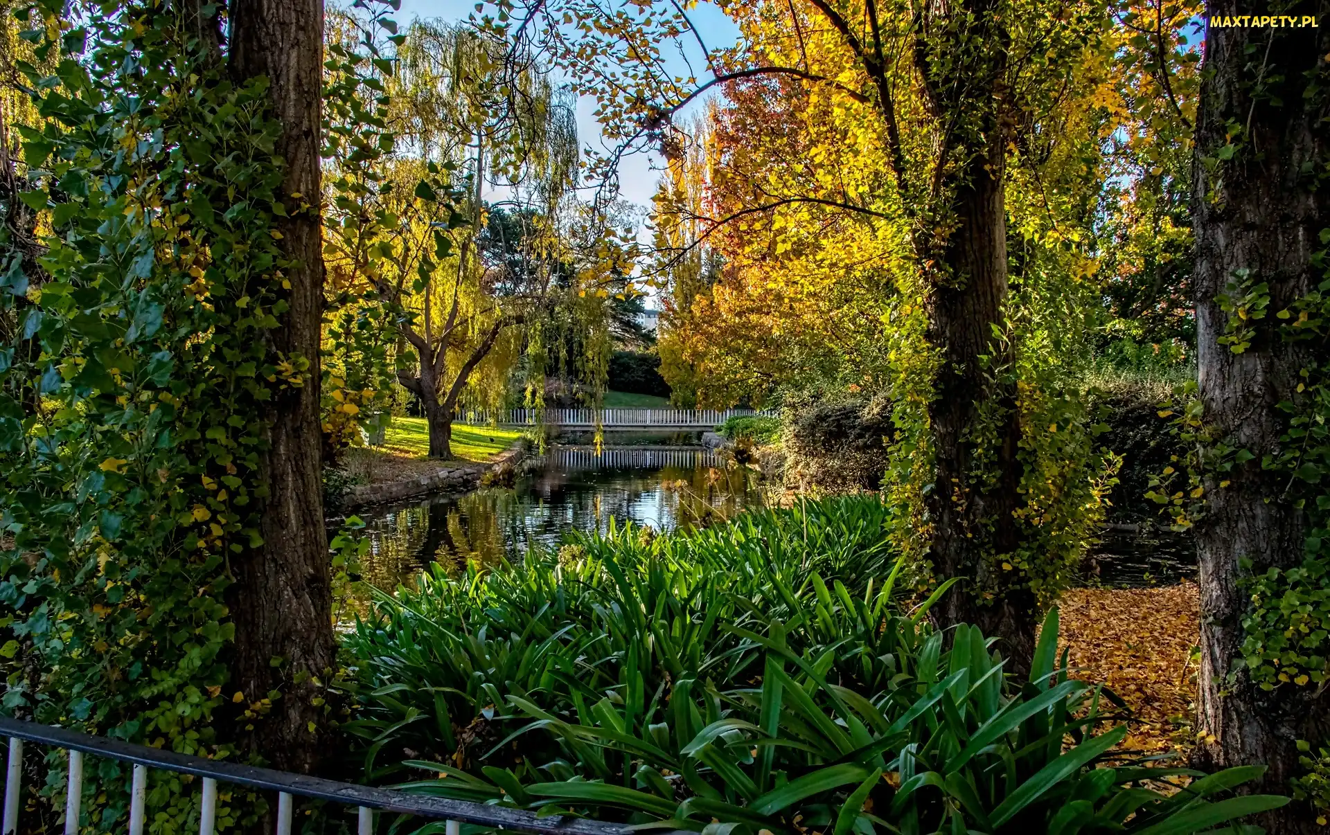 Park, Jesień, Mostek, Rzeczka