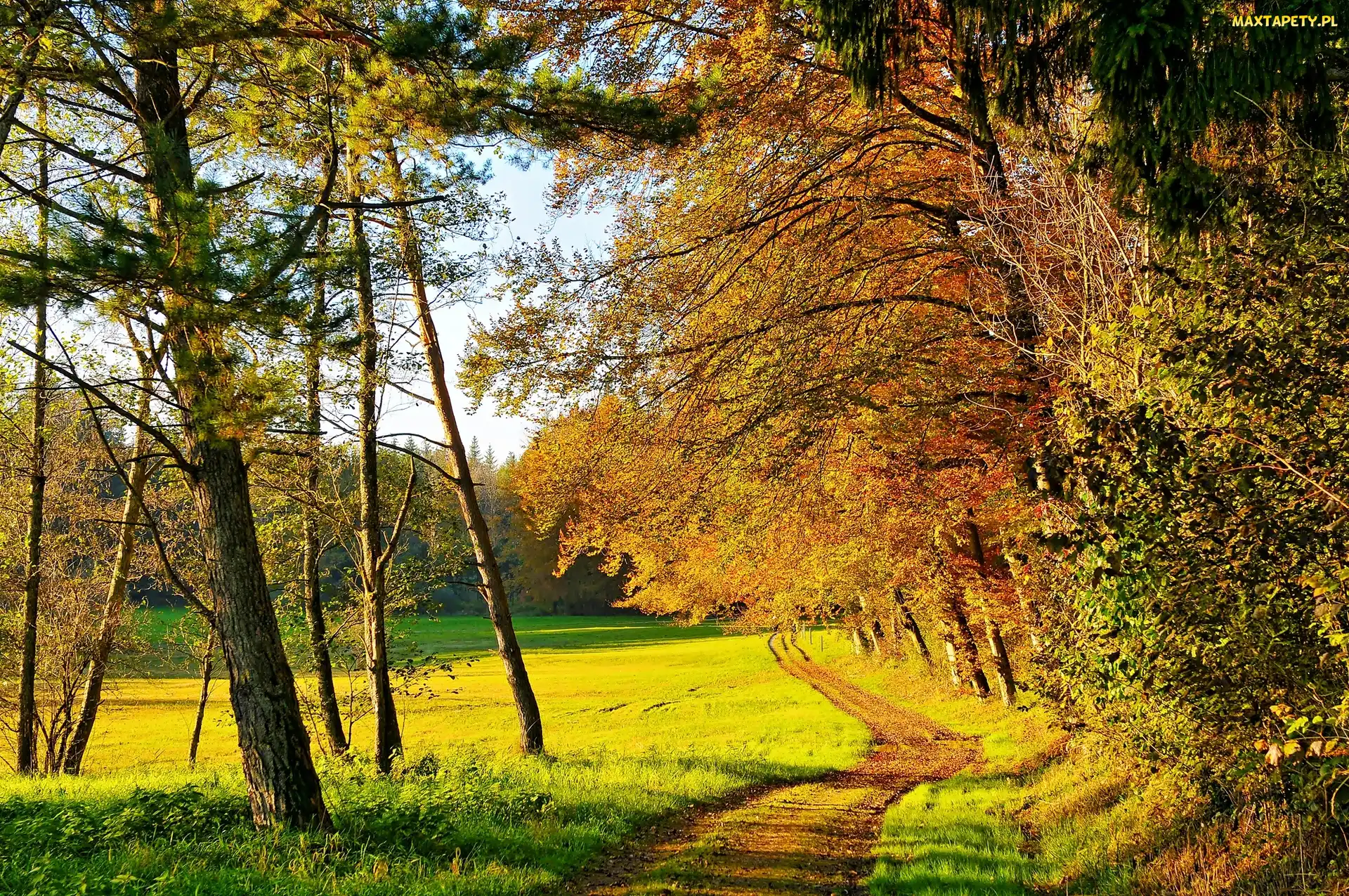 Drzewa, Droga, Jesień, Las