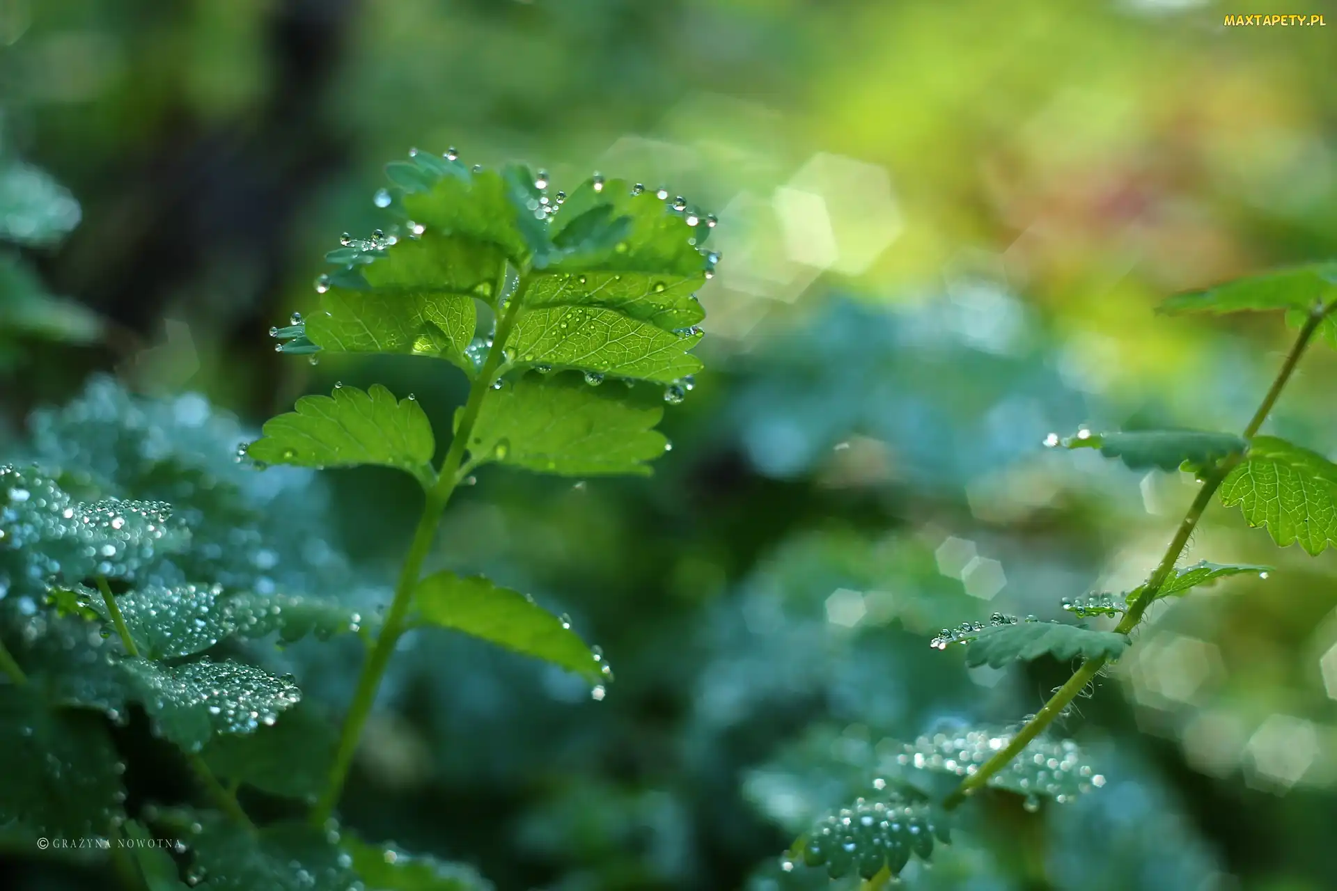 Bokeh, Krople, Liście, Zielone