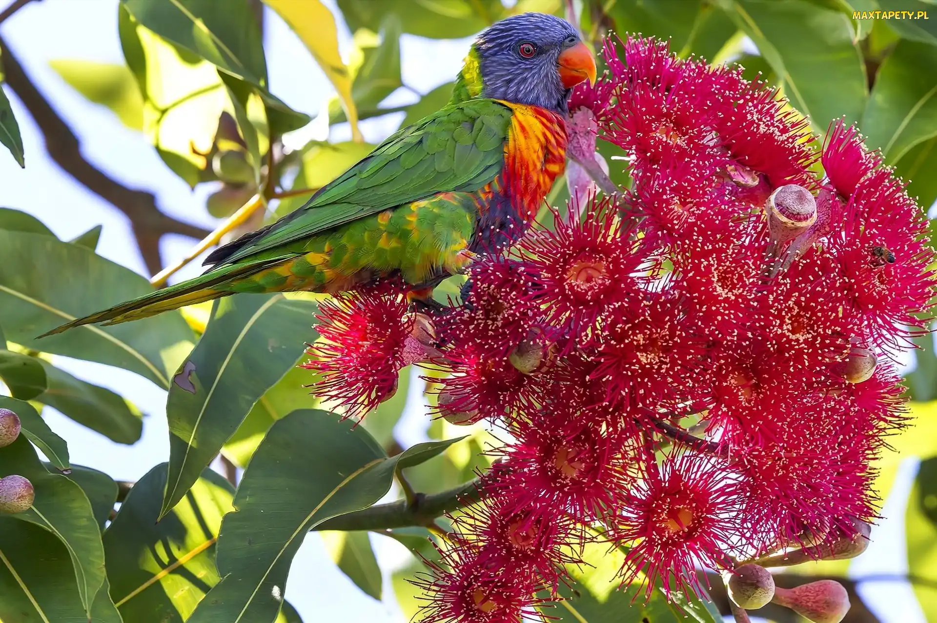 Corymbia ficifolia, Kwiat, Lorysa Górska, Gałązka