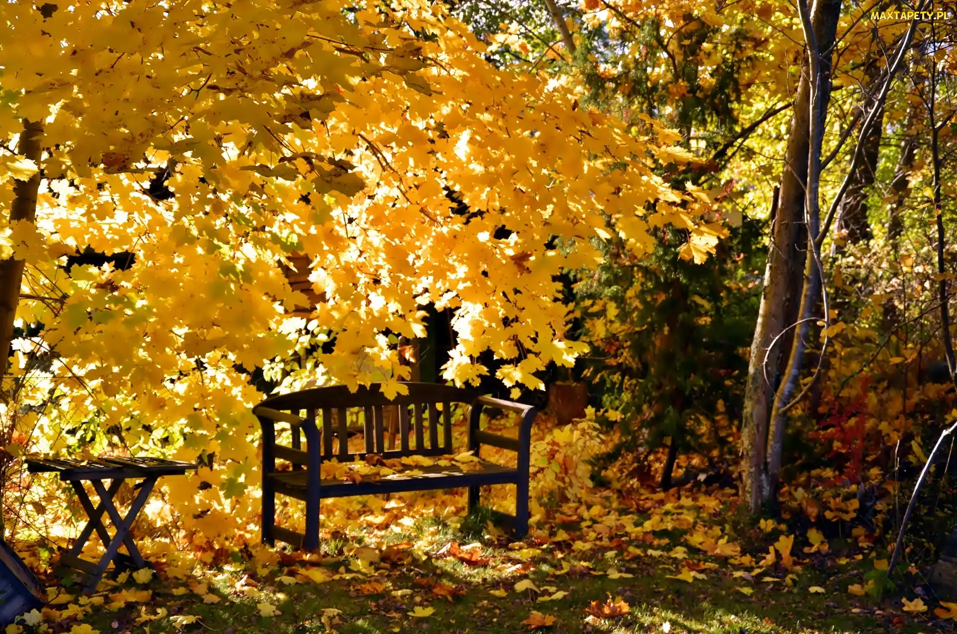 Ławka, Żółte liście, Park