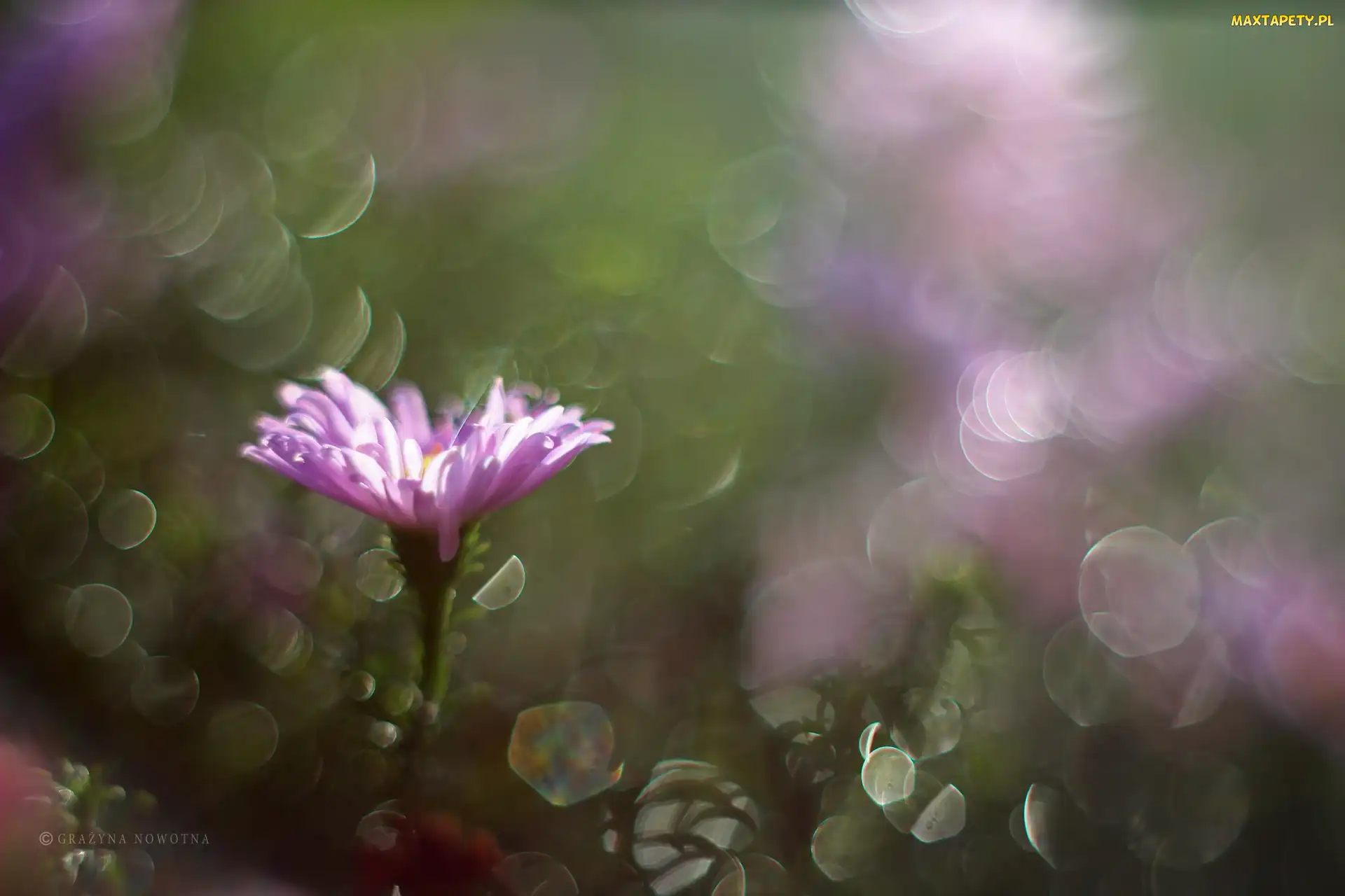 Fioletowy, Bokeh, Aster