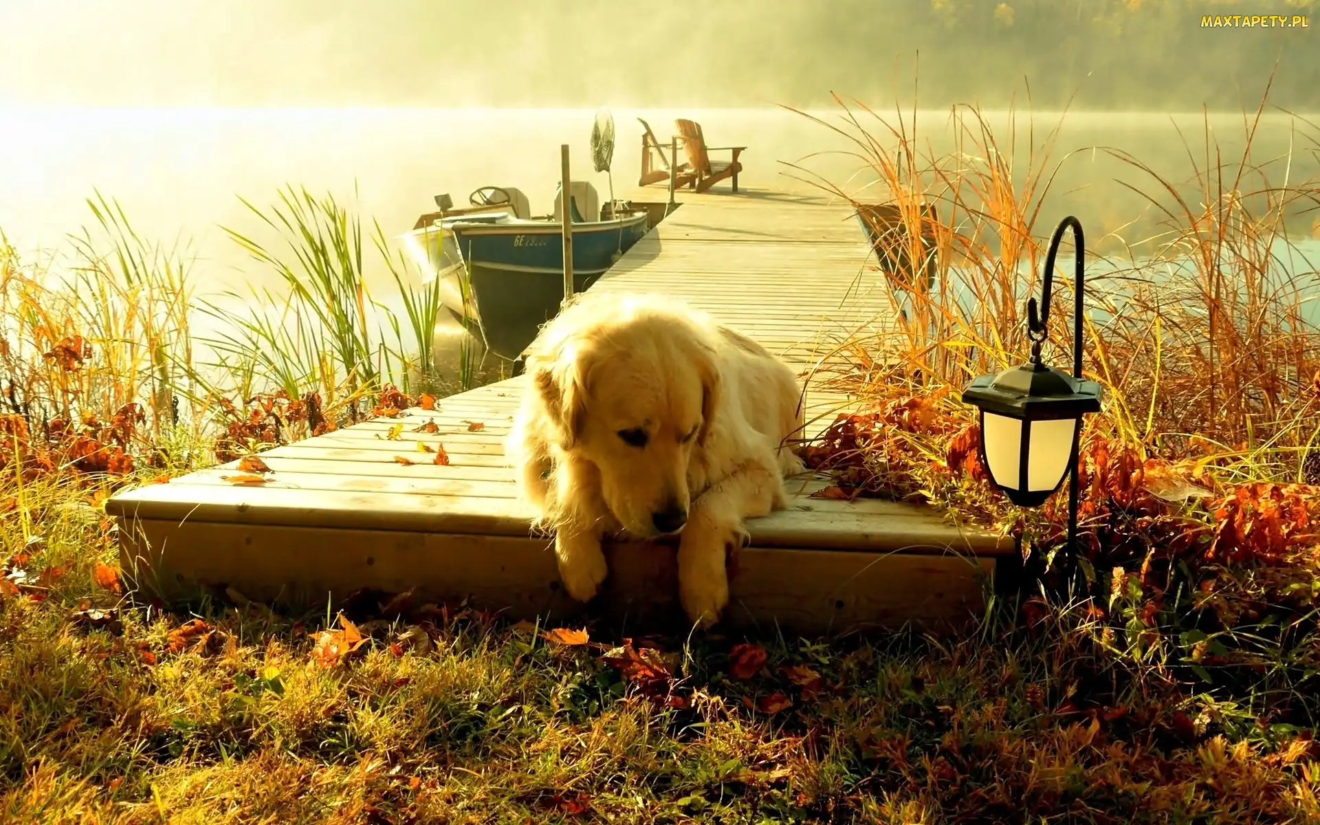Golden retriever, Mgła, Jezioro, Pomost, Pies