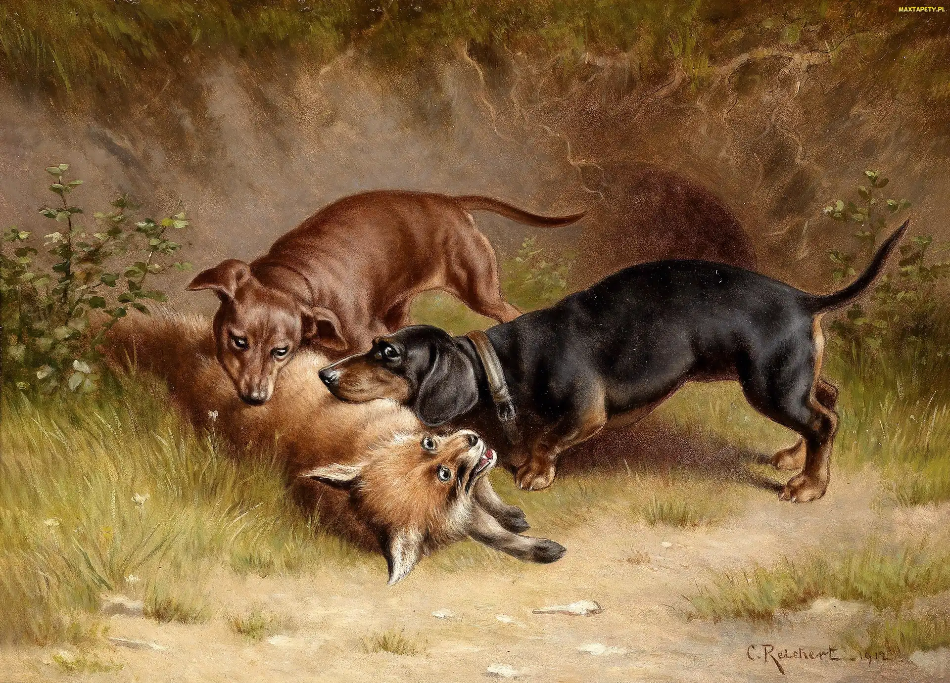 Polowanie, Na Lisa, Carl Reichert
