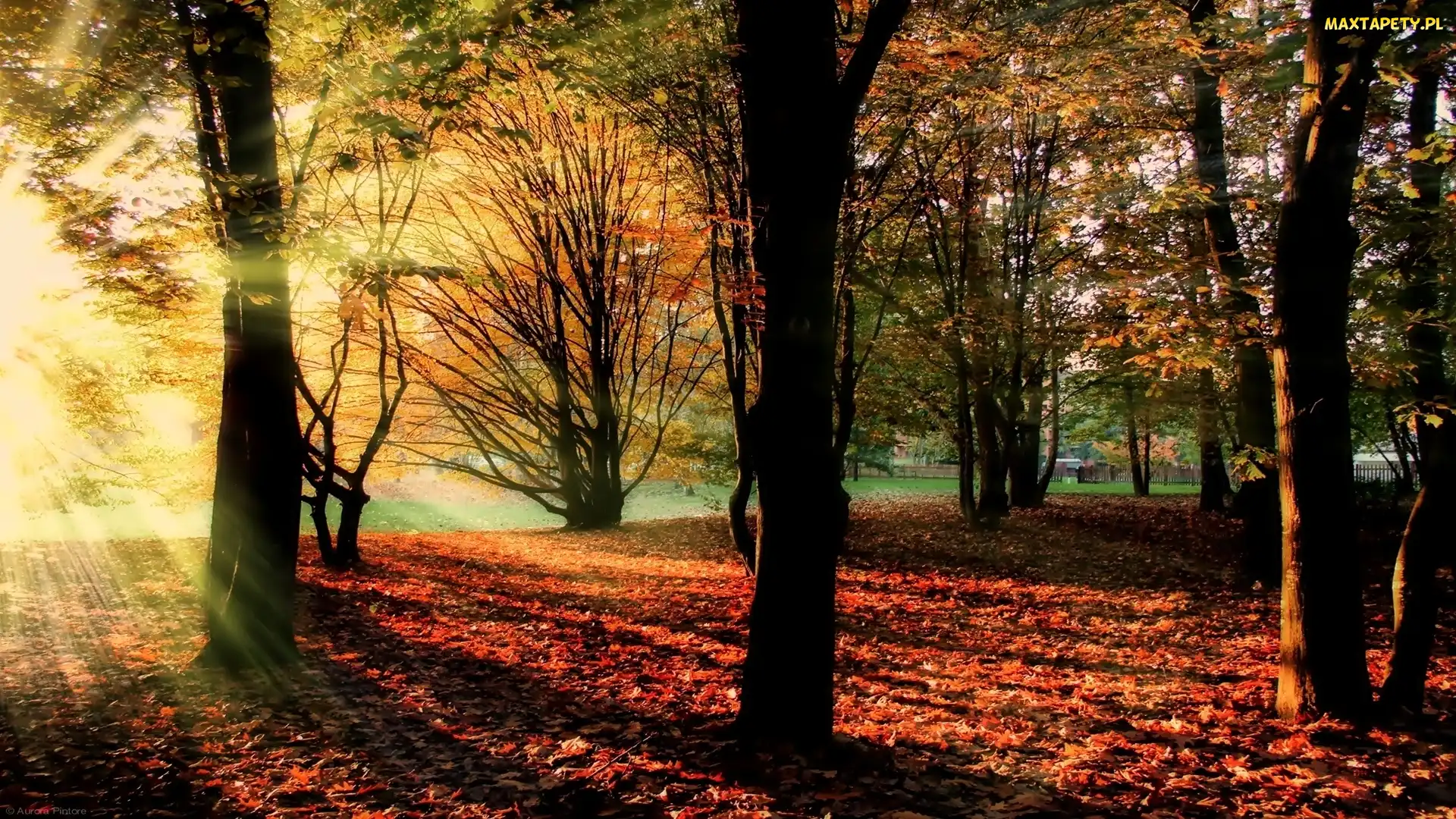 Słońce, Promienie, Jesień, Park