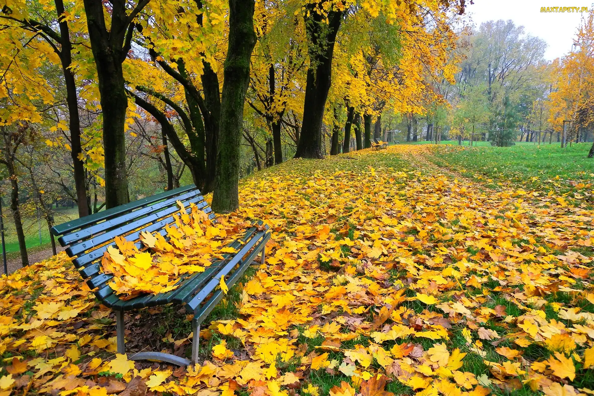 Park, Ławka, Liście, Drzewa