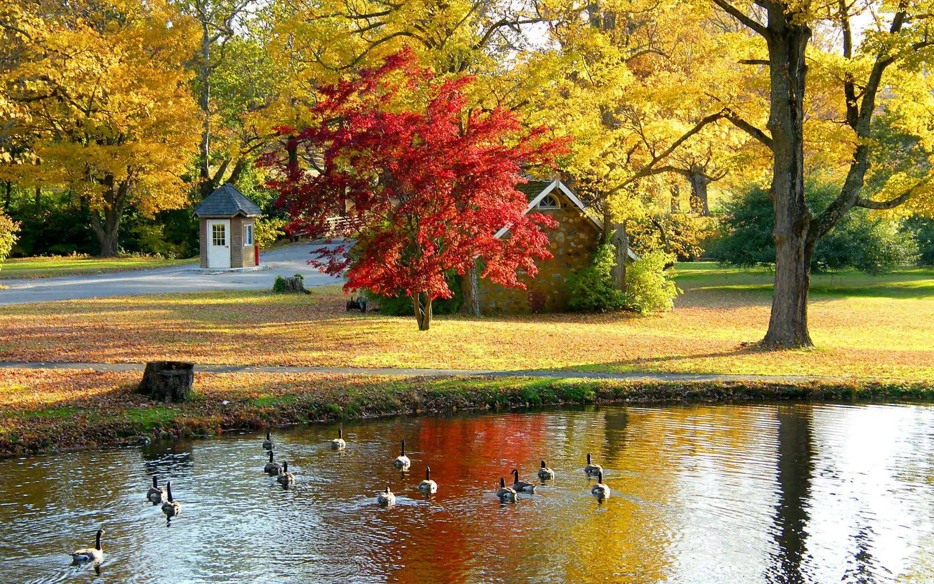 Liście, Drzewa, Staw, Park, Gęsi, Domek