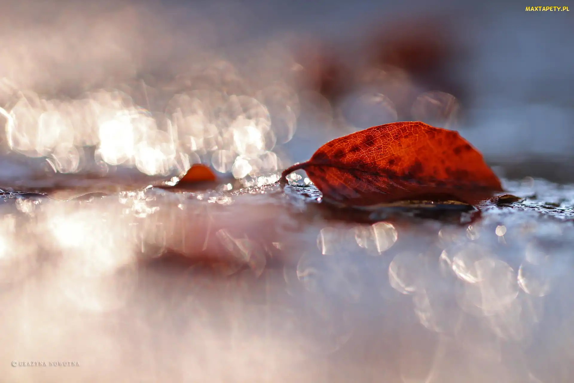 Liść, Bokeh