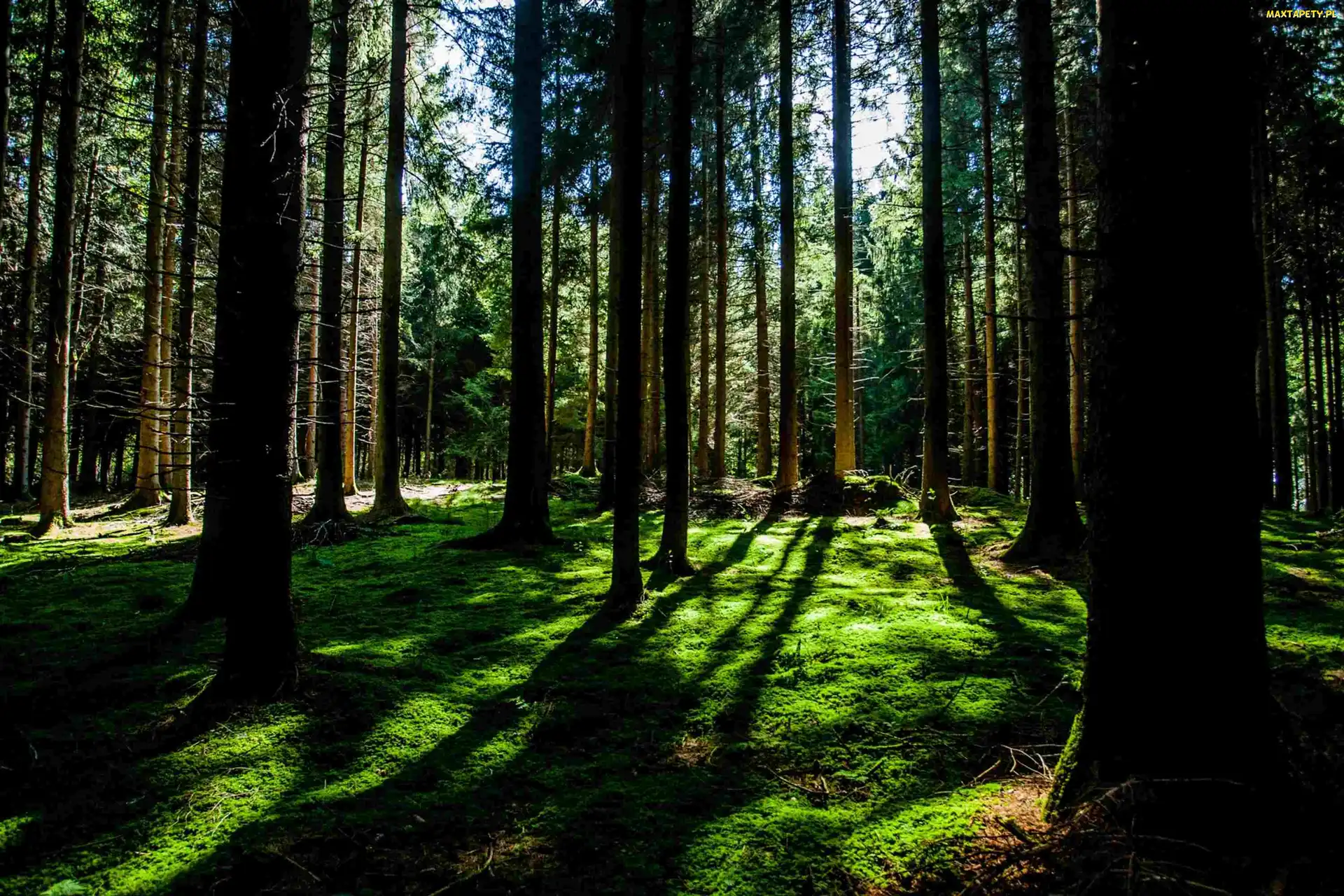 Las, Słońce, Przebijające