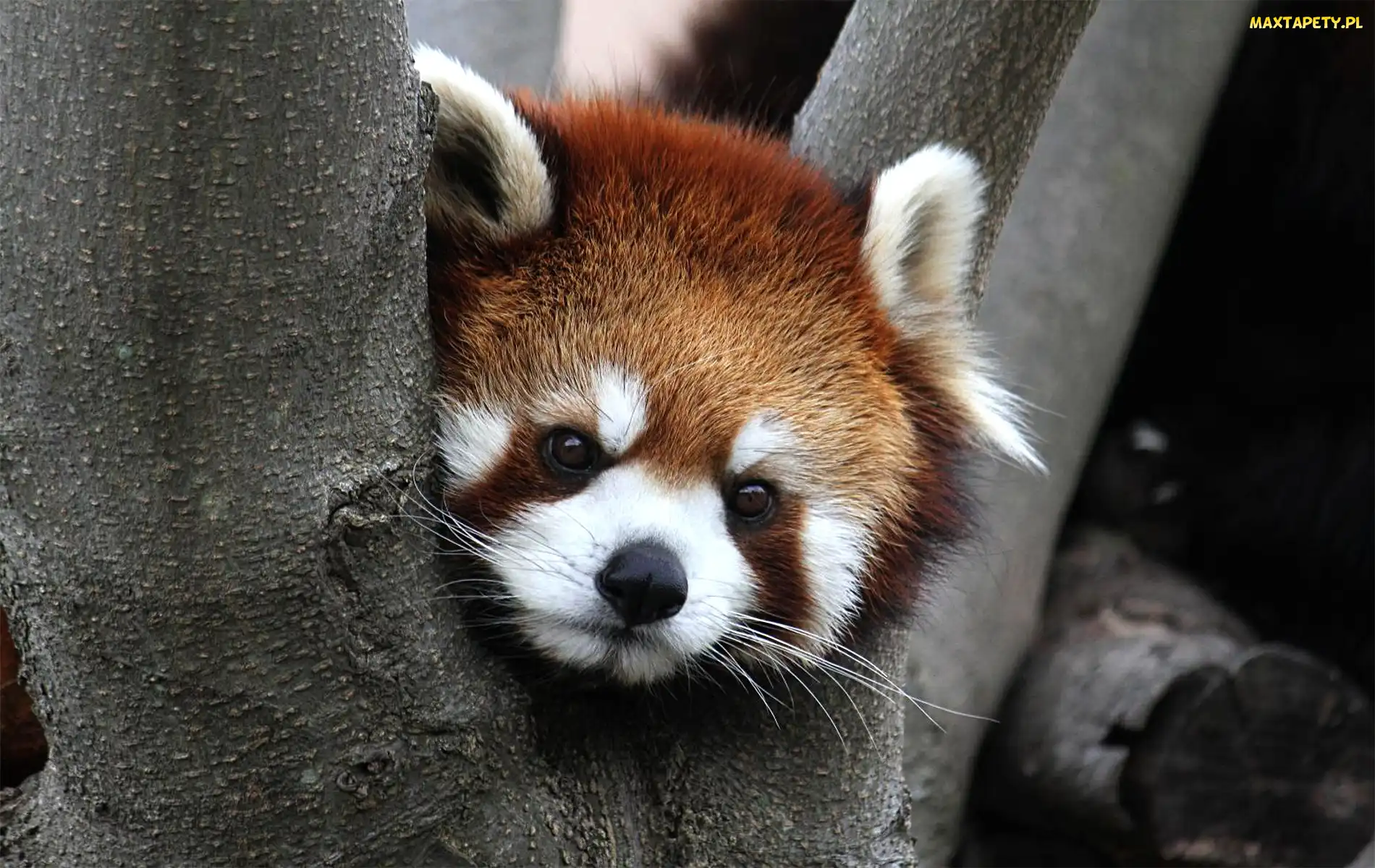 Pandka ruda, Drzewo, Panda, Czerwona
