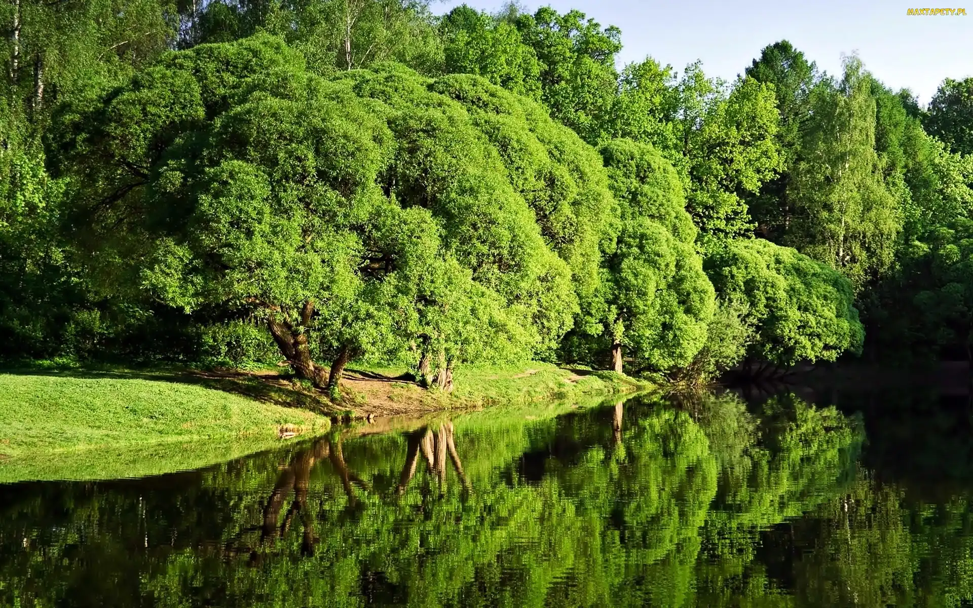 Park, Odbicie, Przebijające, Światło, Rzeka