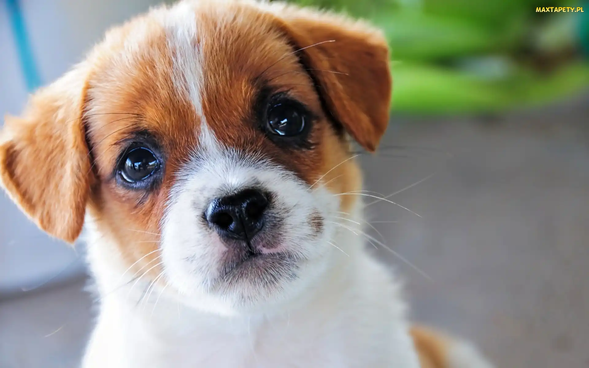 Szczeniak, Jack Russell terrier, Pies