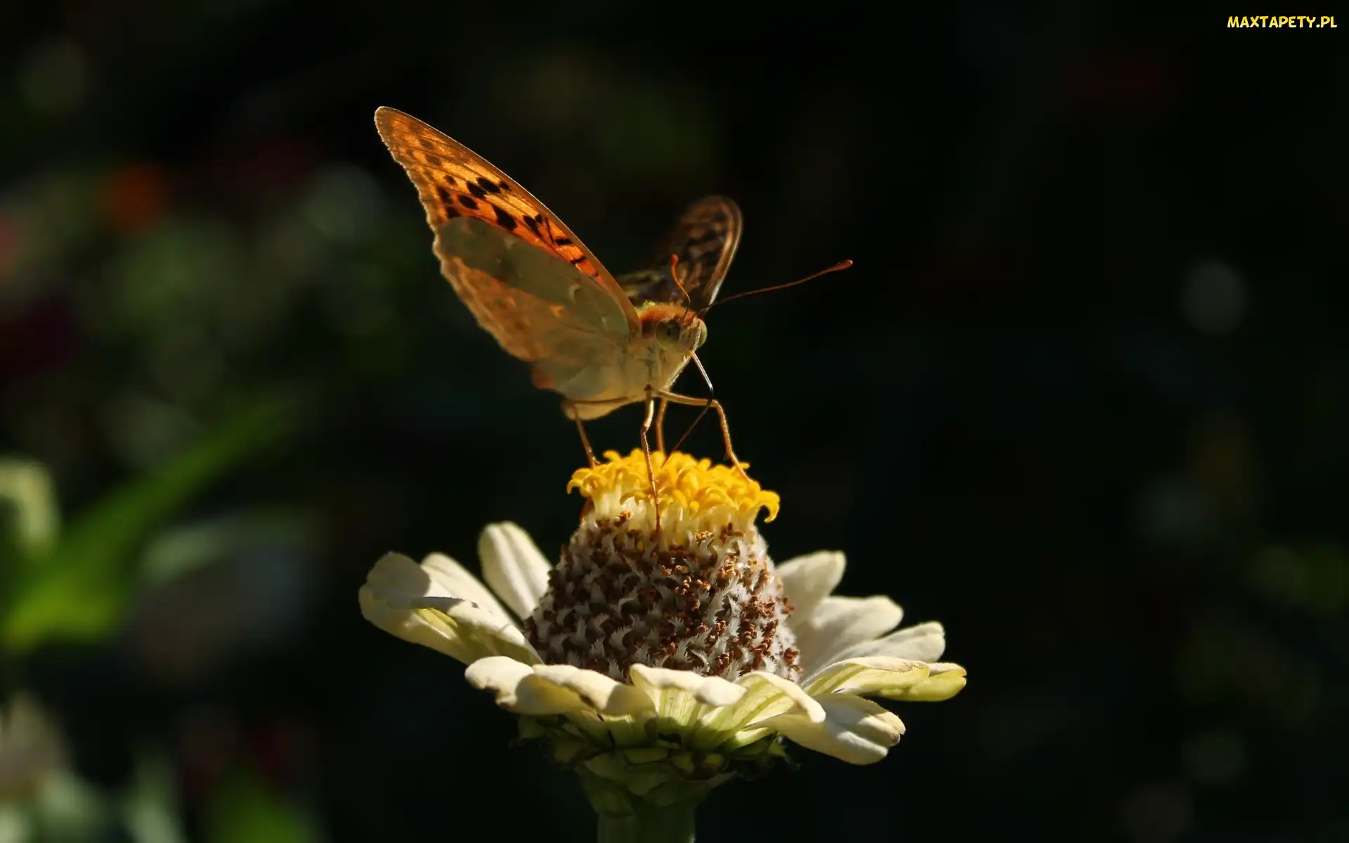 Motyl, Kwiatek
