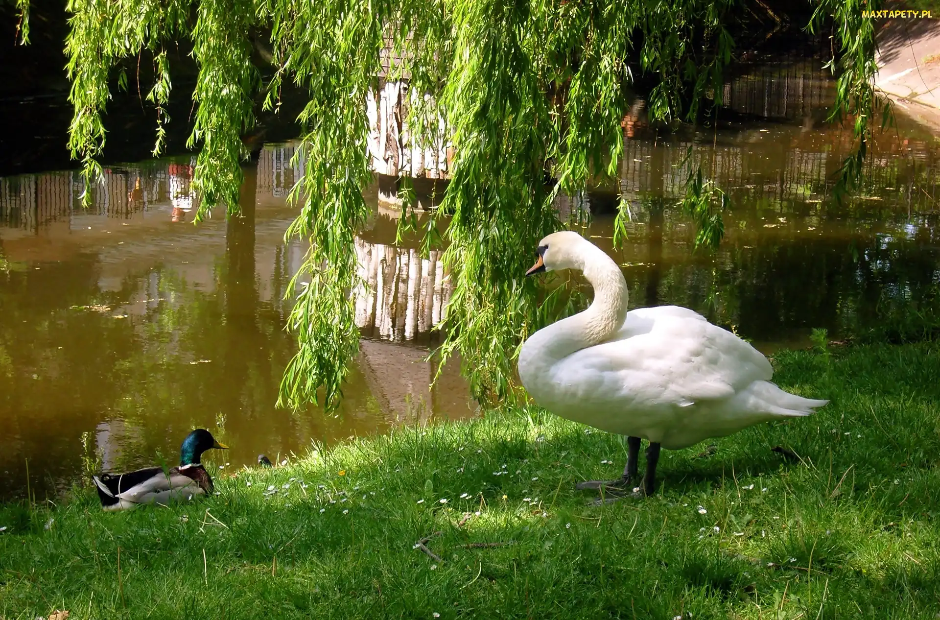 Kaczor, Jeziorko, Łabędź