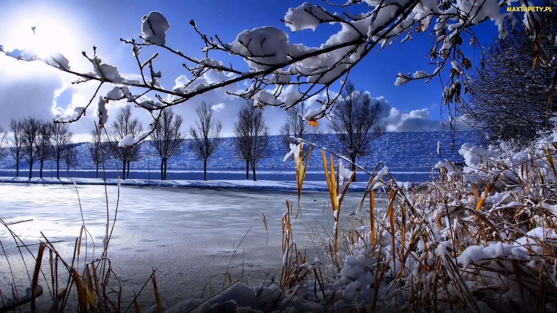 Jezioro, Trawy, Drzewa, Zima