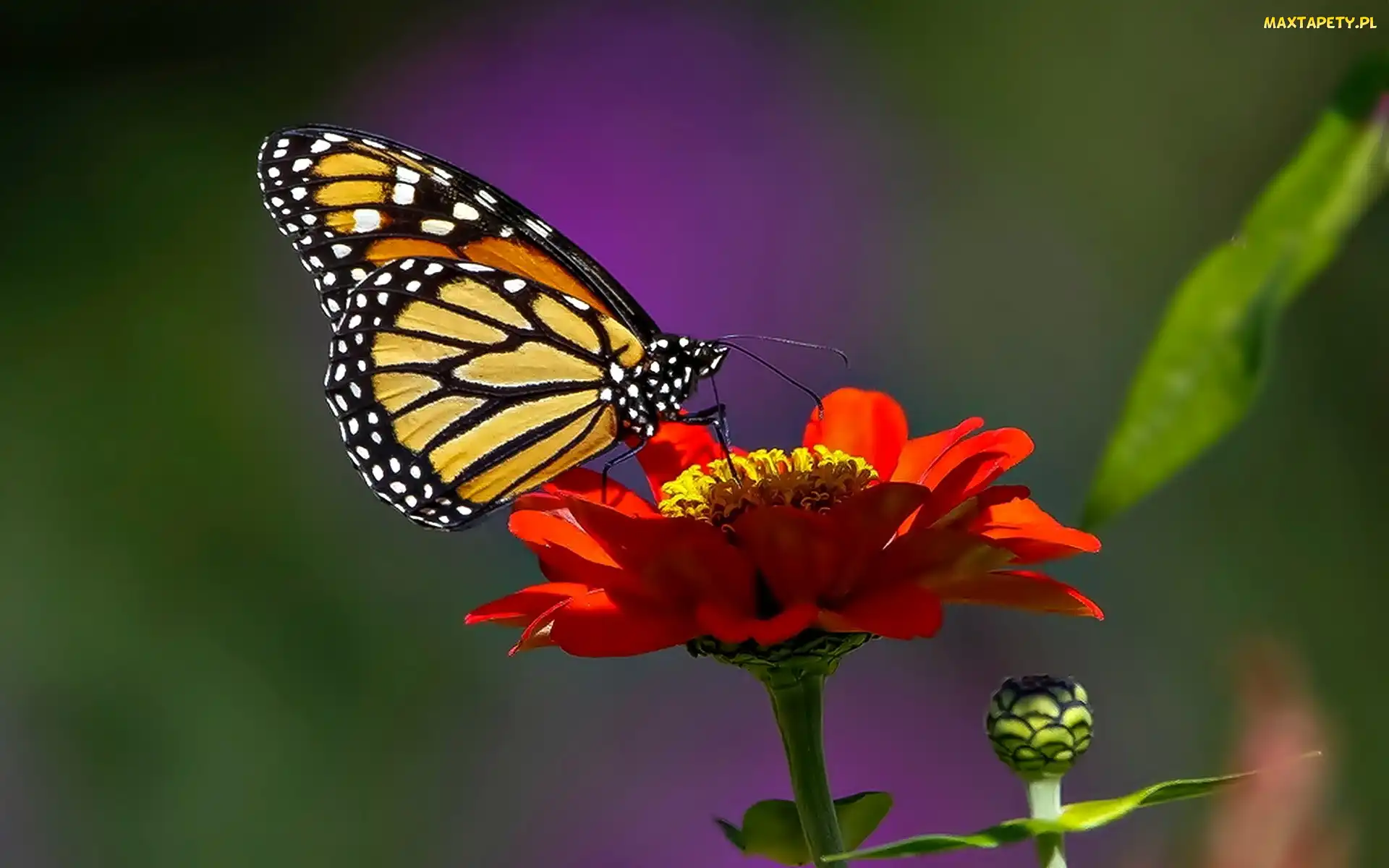 Cynia, Kwiatek, Motyl, Monarcha