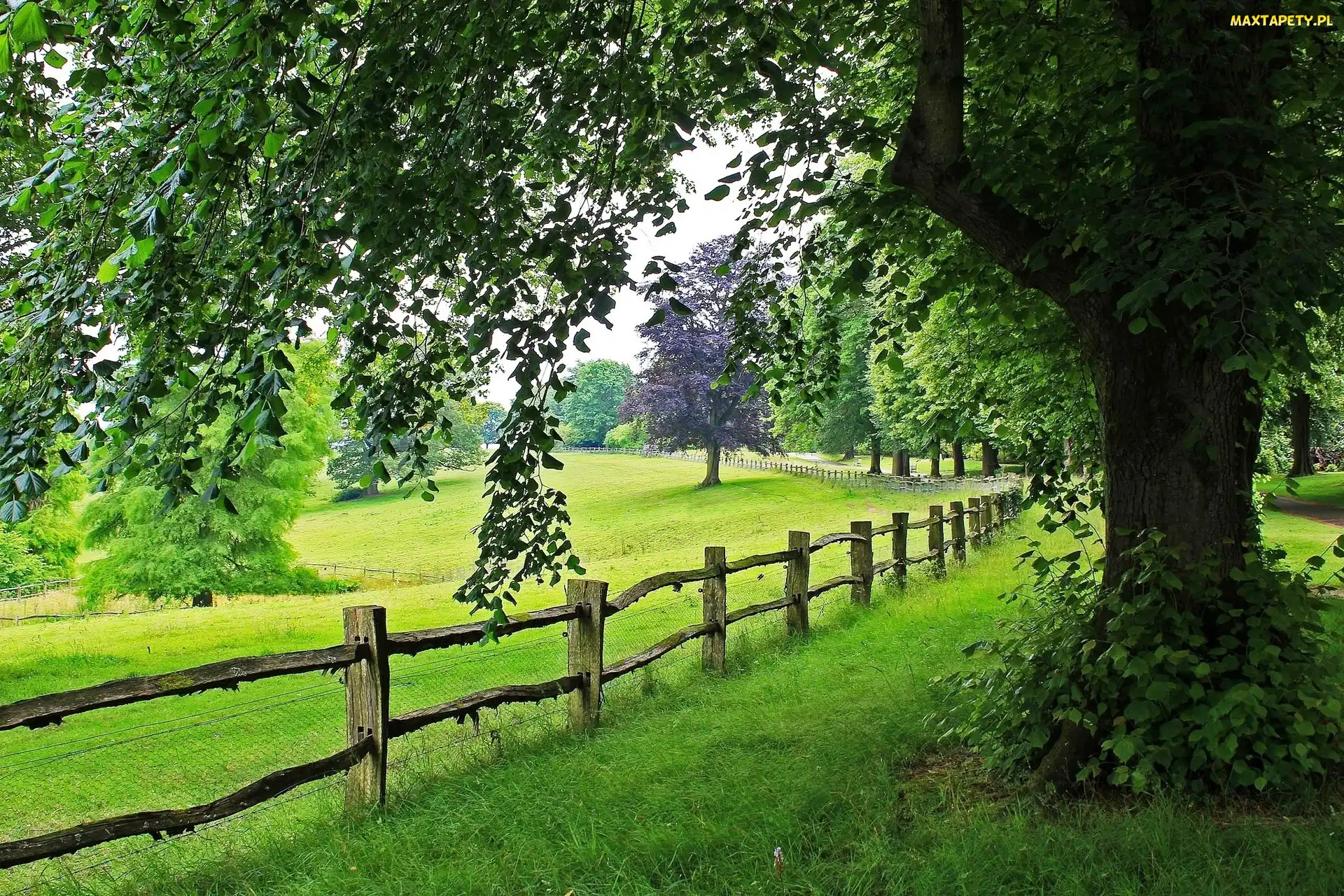 Płot, Drzewa, Łąki