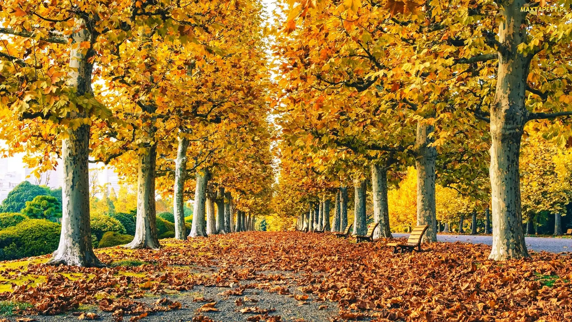 Jesień, Ławeczki, Park