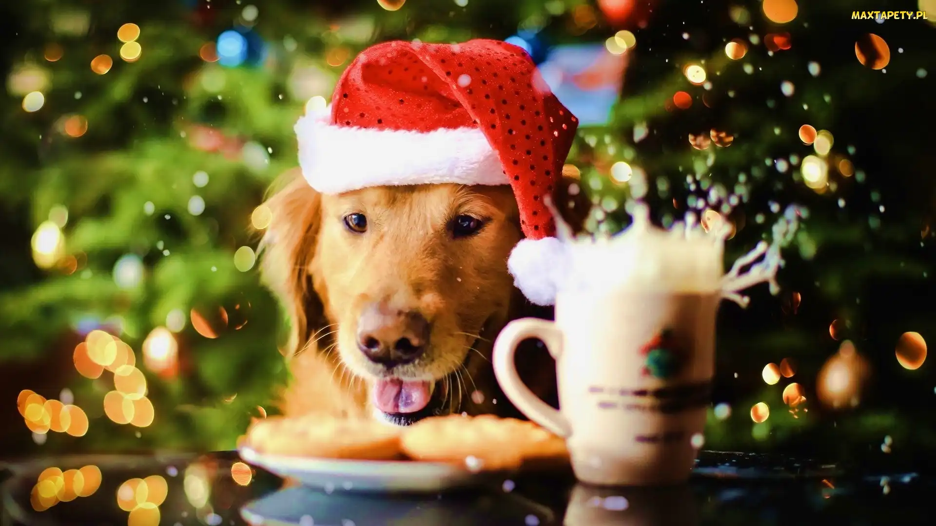 Pies, Kubek, Czapka, Mikołaja, Golden retriever