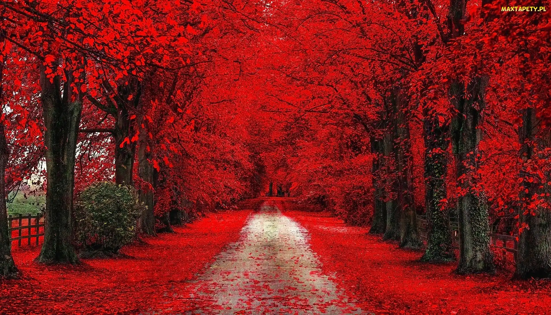 Aleja, Park, Jesień