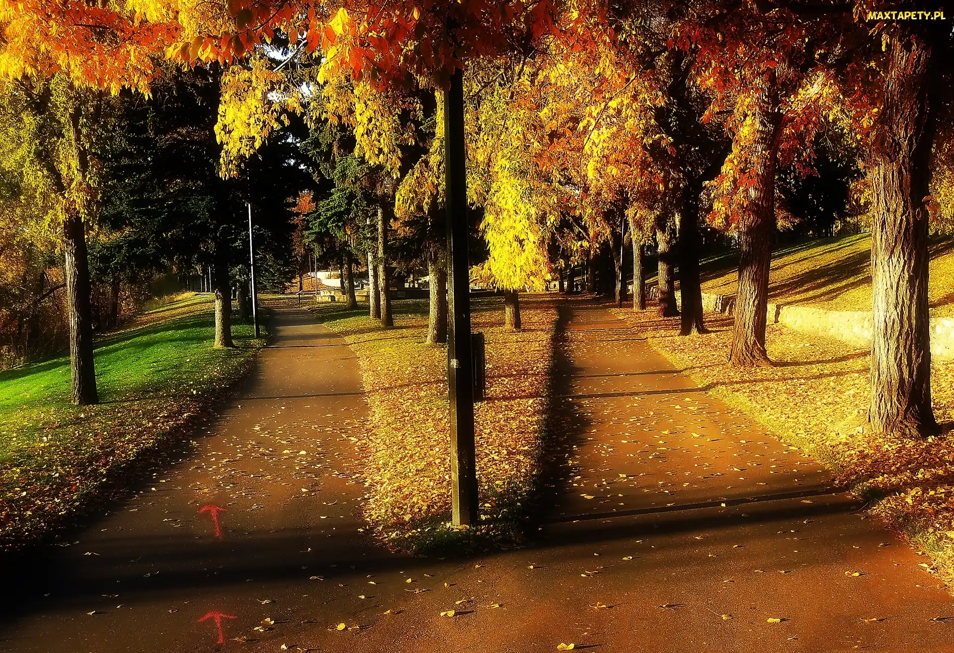Park, Drzewa, Alejki, Dróżki, Jesień
