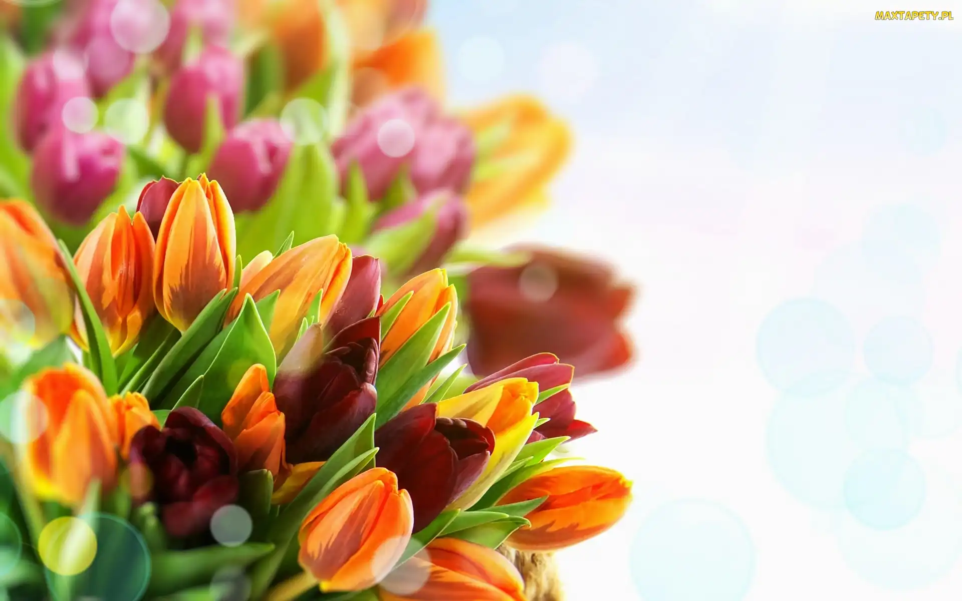 Bukiet, Tulipany, Kwiaty