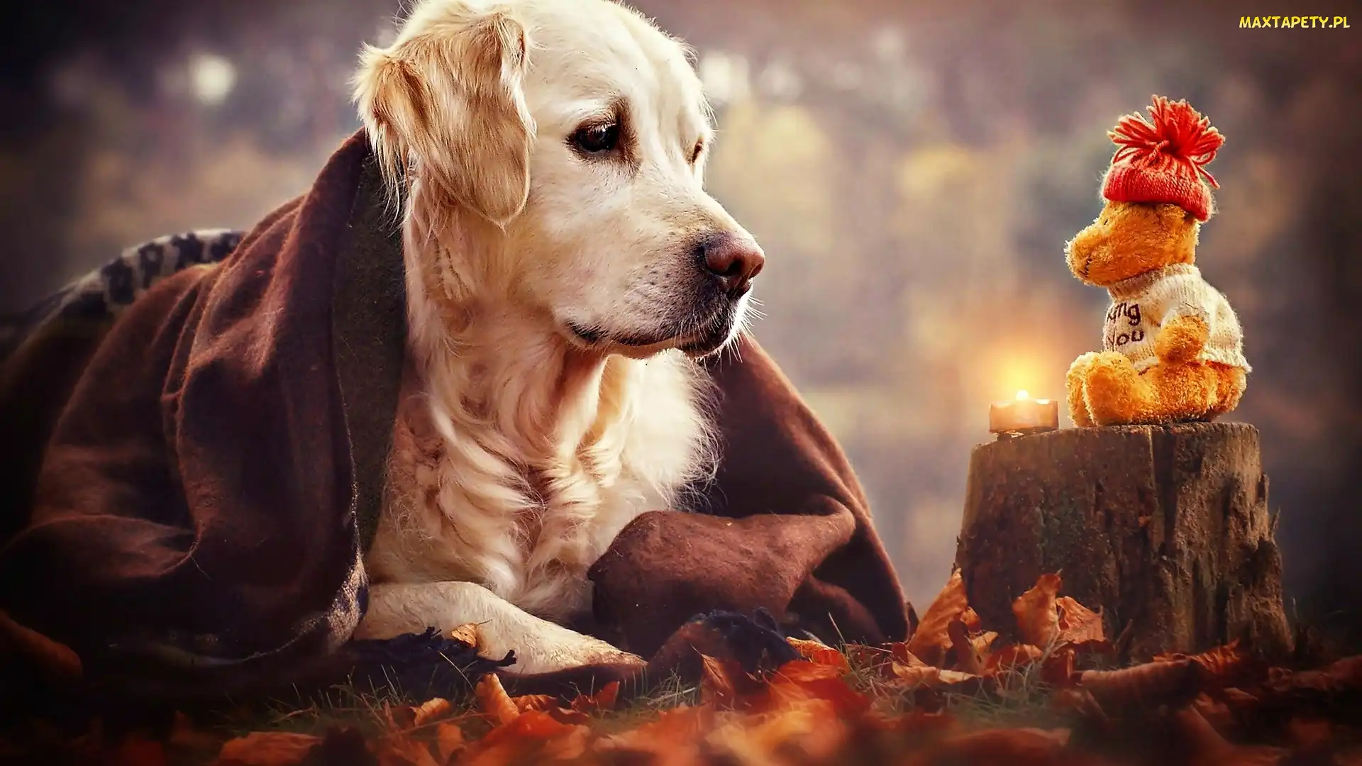 Pień, Świeczka, Golden retriever, Pies, Zabawka, Miś