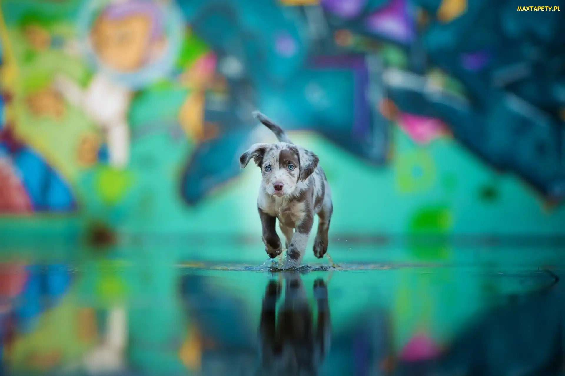 Pies, Owczarek australijski-australian shepherd, Niebieski, Oczy, Woda