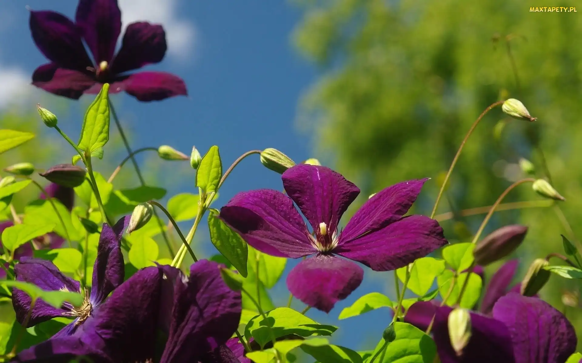 Kwiaty, Clematis, Bordowe