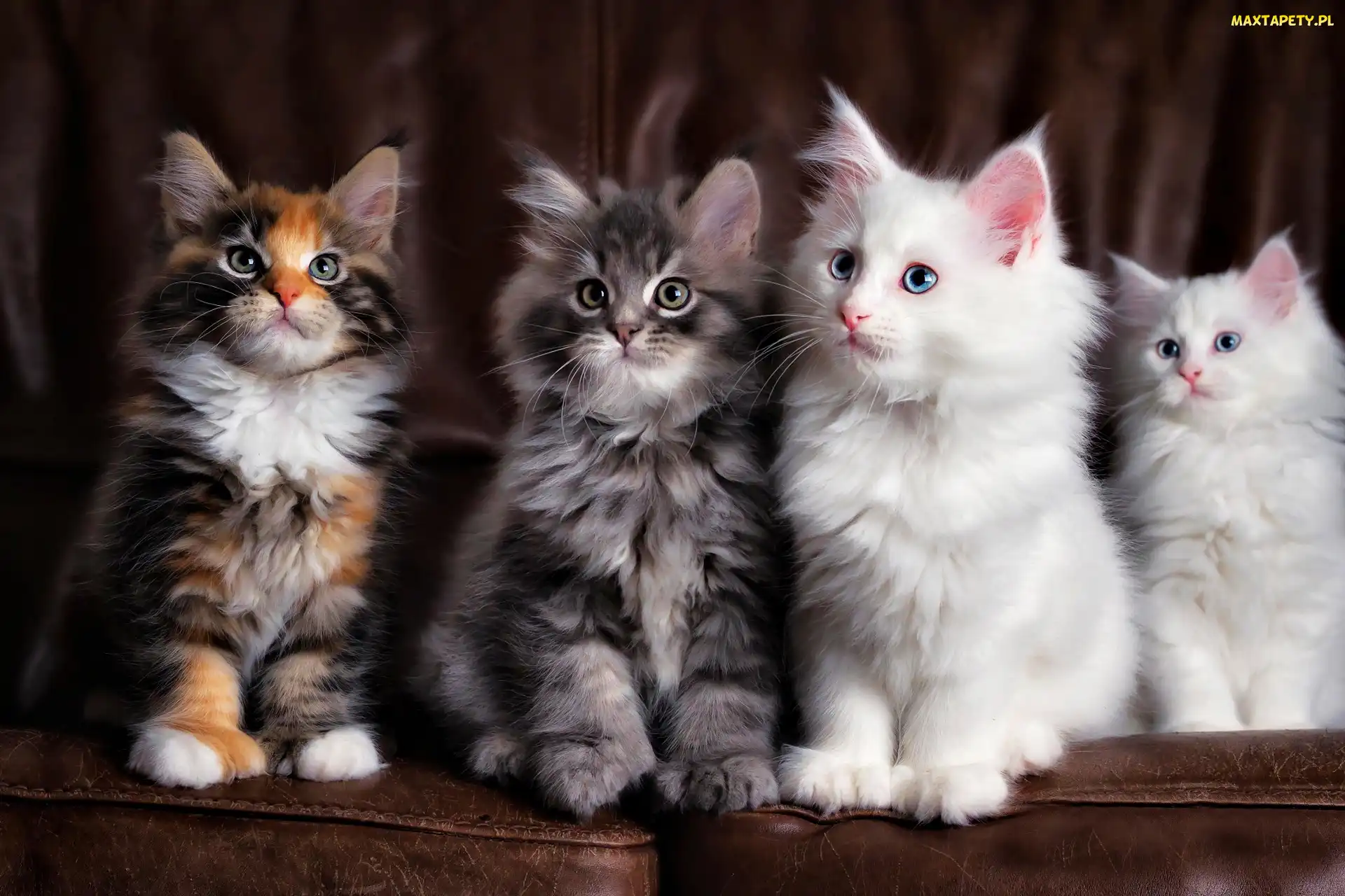 Cztery, Maine coon, Koty