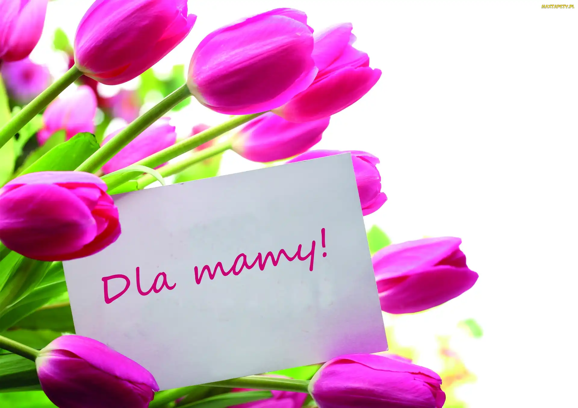 Dla mamy, Tulipany