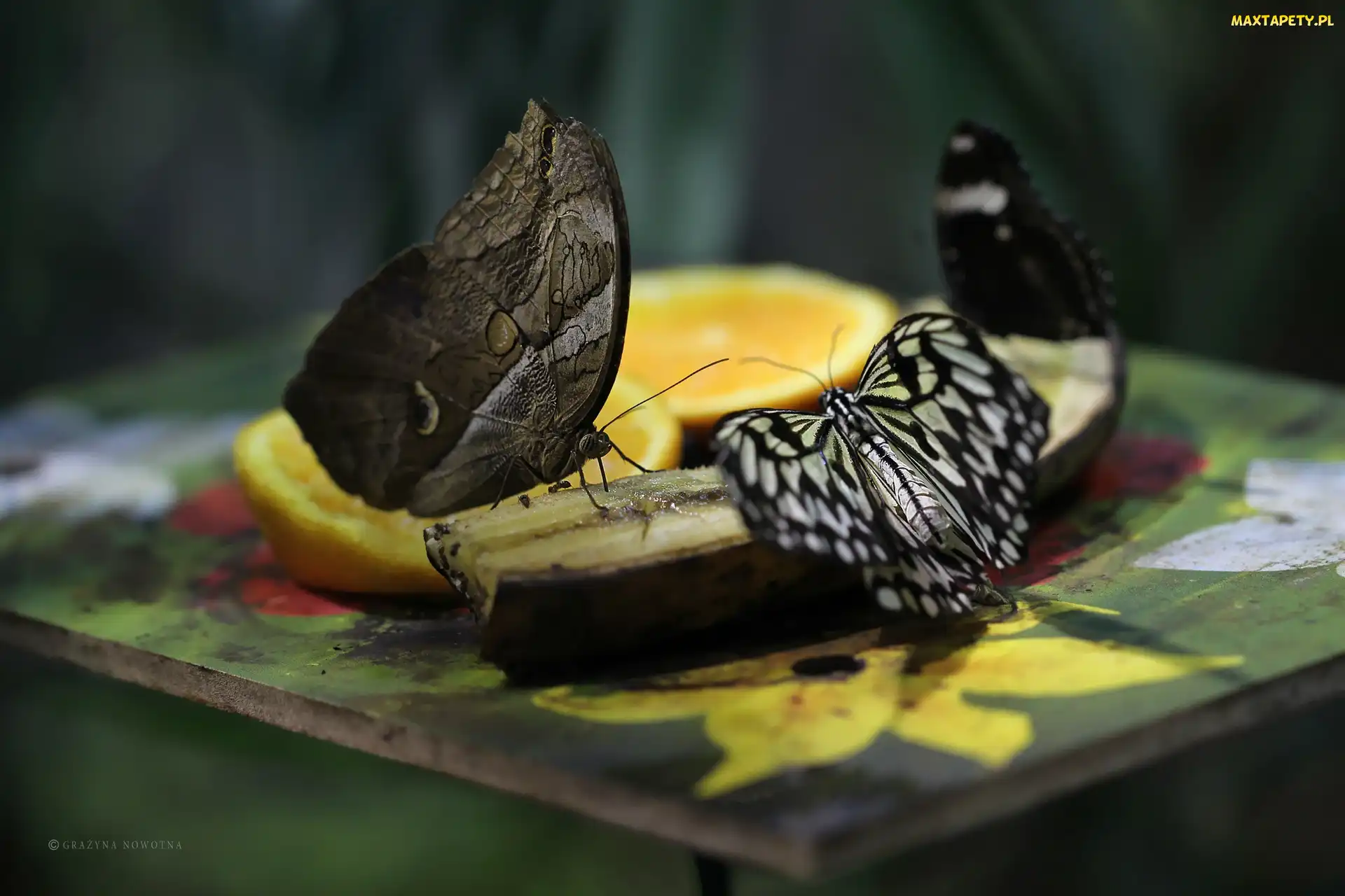 Banan, Skrzydła, Motyle