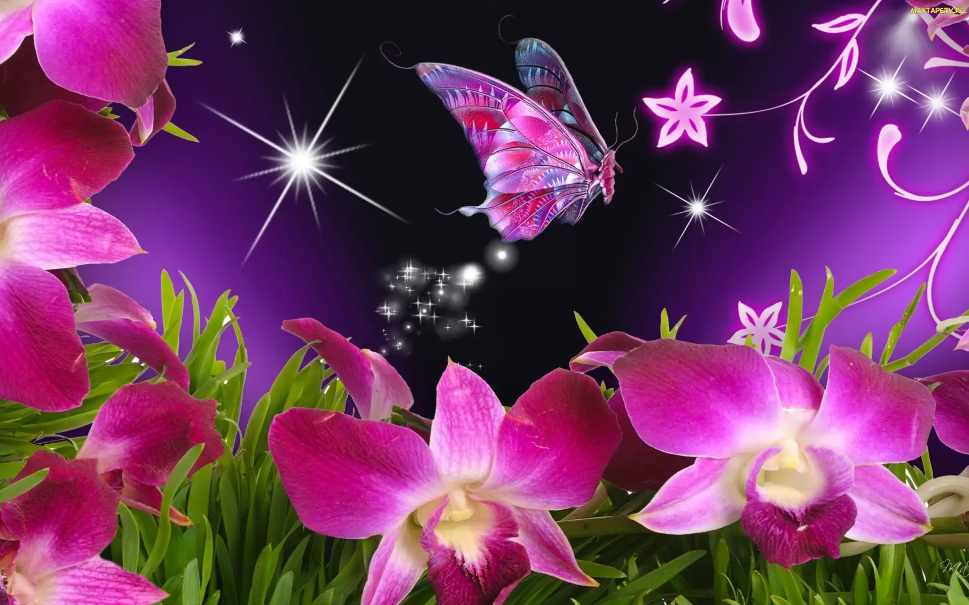 Gwiazdy, 2D, Motyl