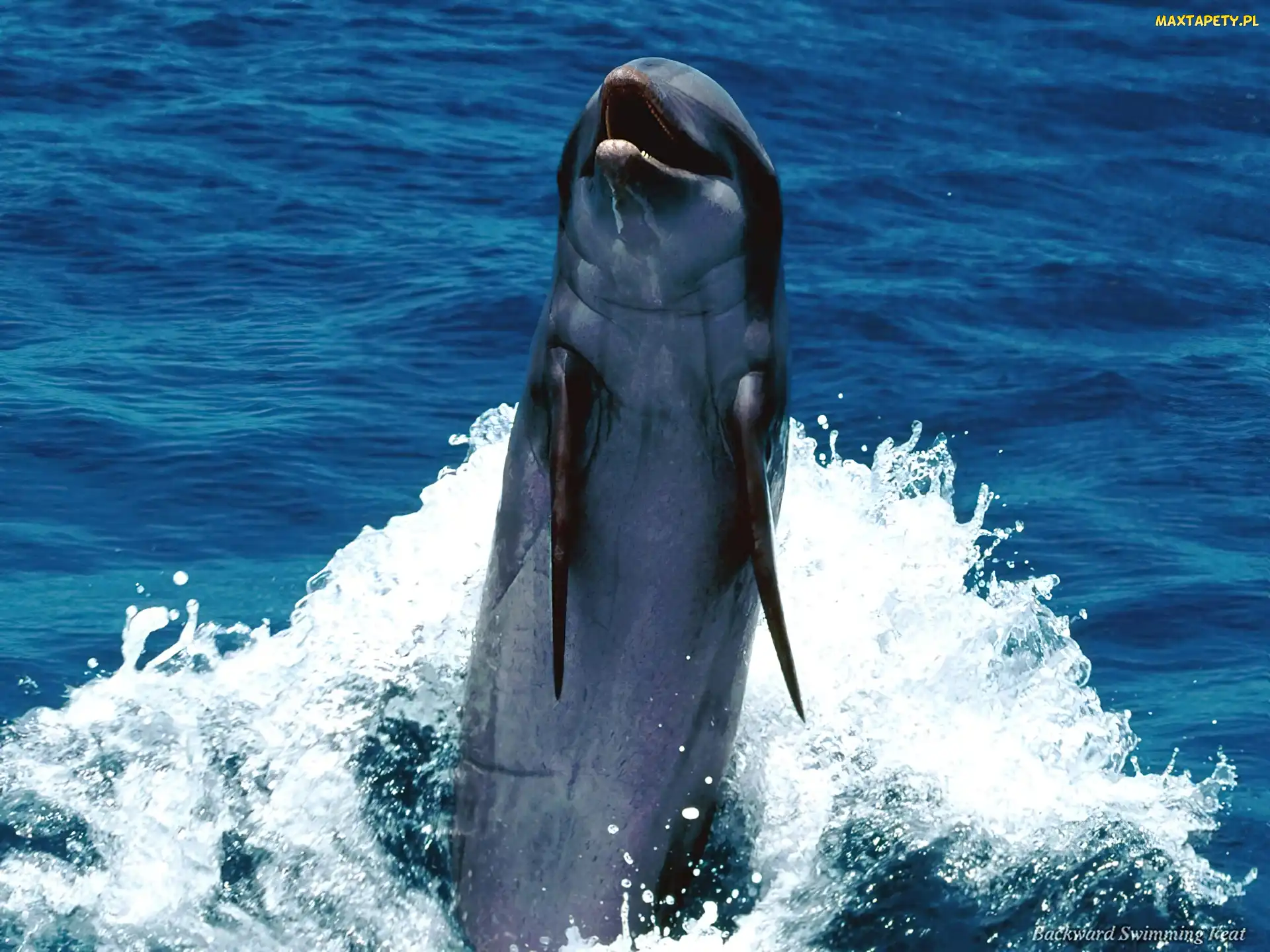 Delfin, Morze