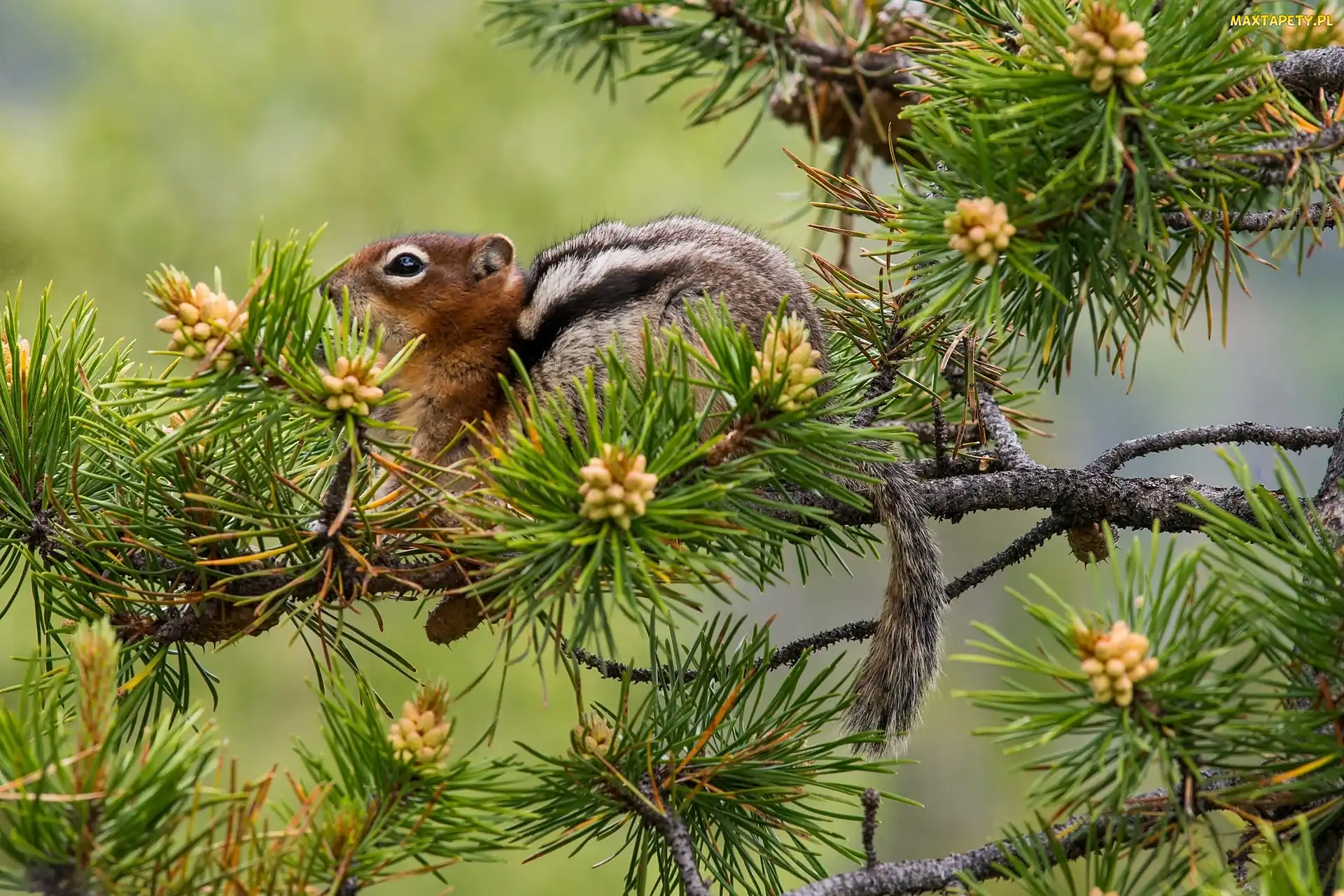 Gałąź, Szyszki, Chipmunk