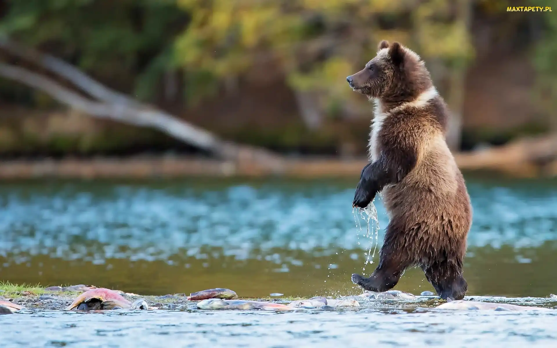 Niedźwiedź, Rzeka, Grizzly