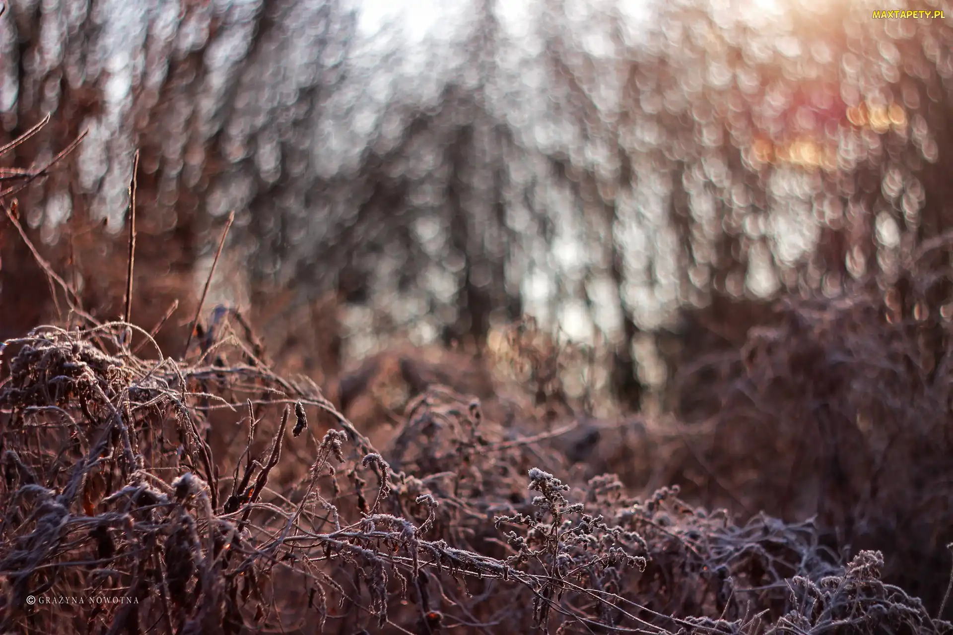Rośliny, Bokeh, Zmarznięte