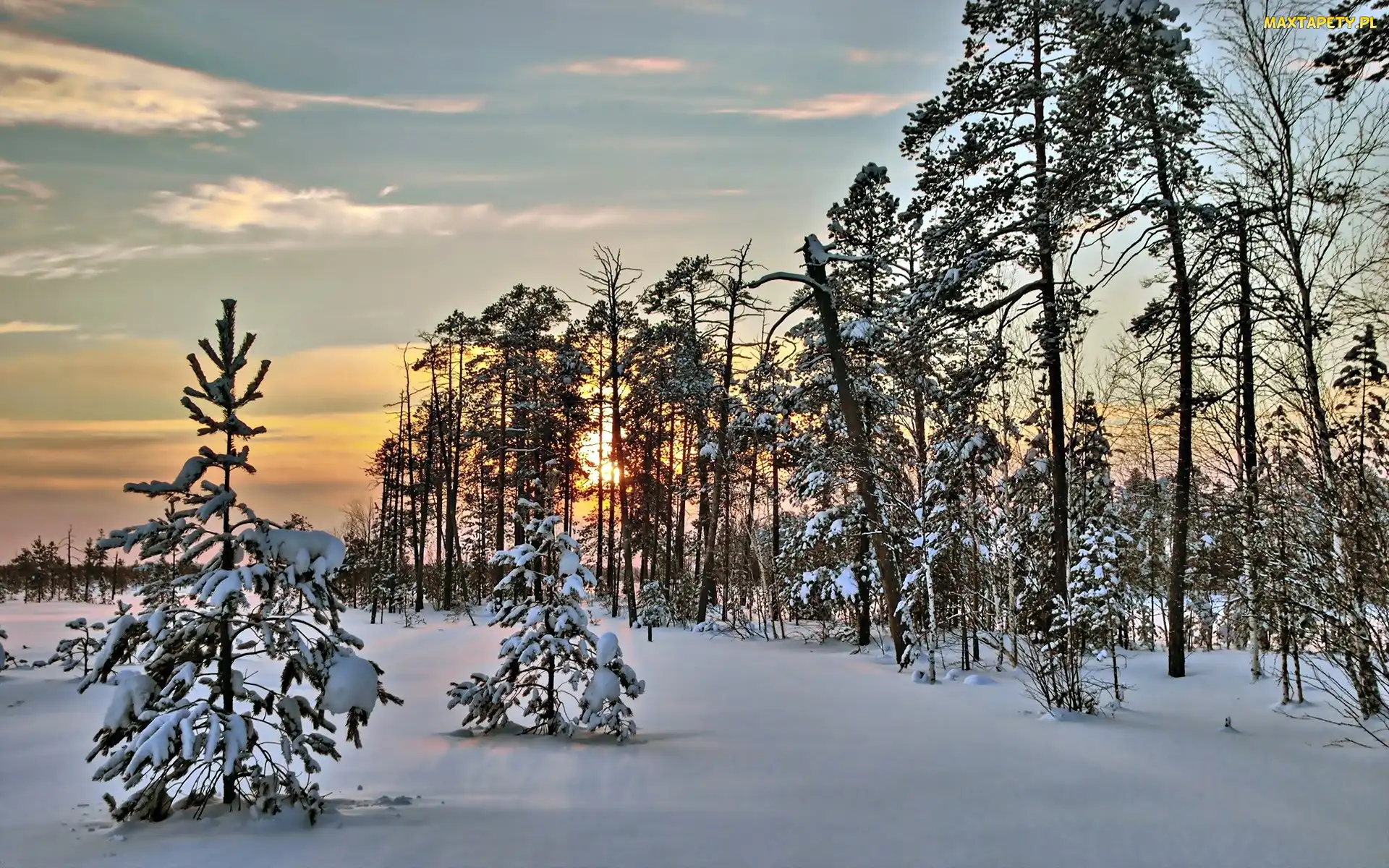 Śnieg, Drzewa, Las, Zachód Słońca, Zima